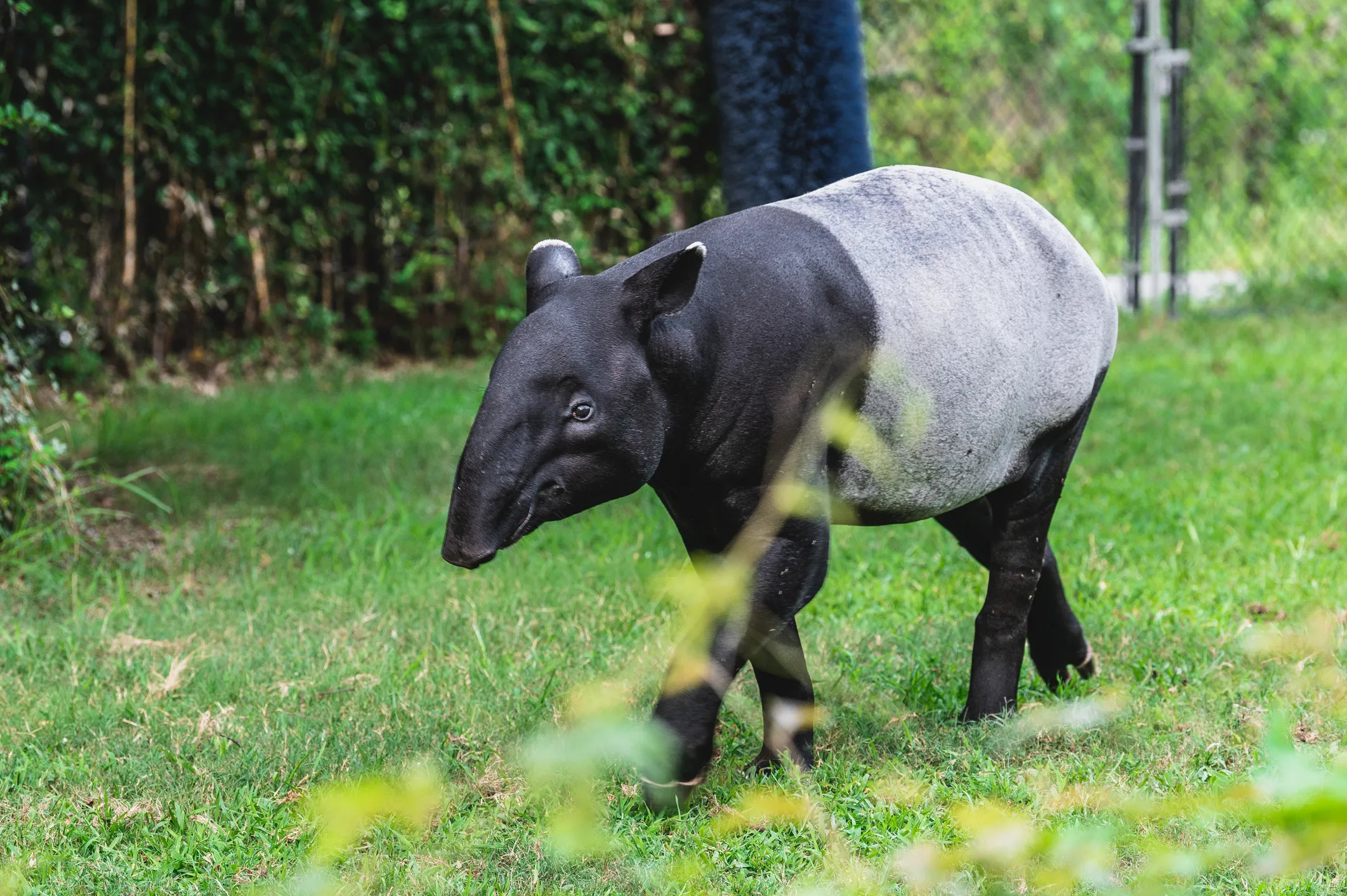Malayan tapir, Virginia Zoo, Tapir, Zoo, 2130x1420 HD Desktop