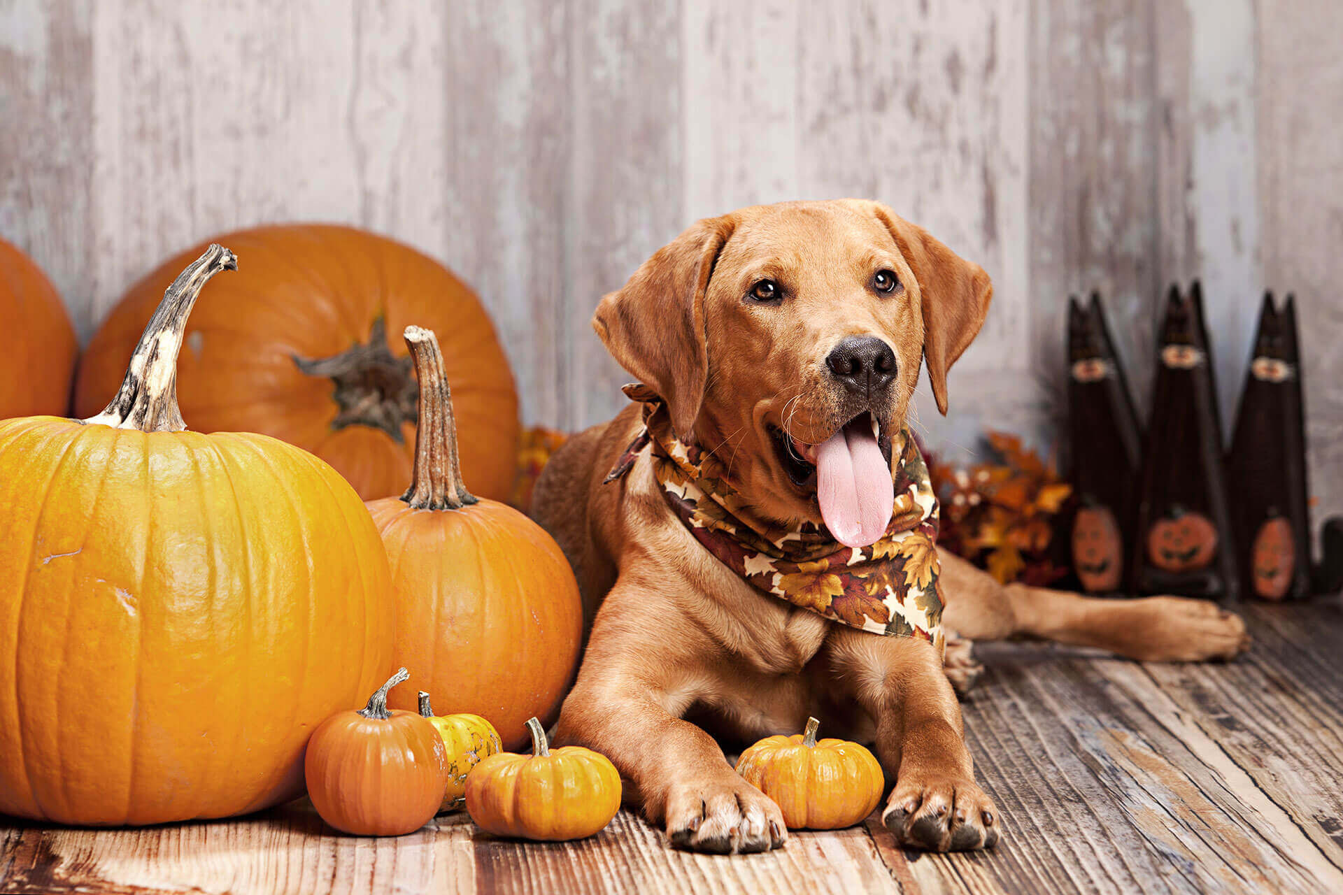 Halloween pets, Dog safety, Safety tips, Halloween for dogs, 1920x1280 HD Desktop