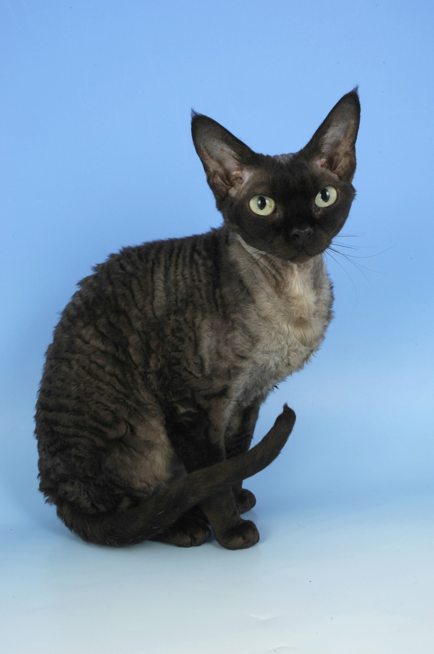 Devon Rex: This breed of cat is capable of learning difficult tricks but can be hard to motivate. 1430x2150 HD Wallpaper.