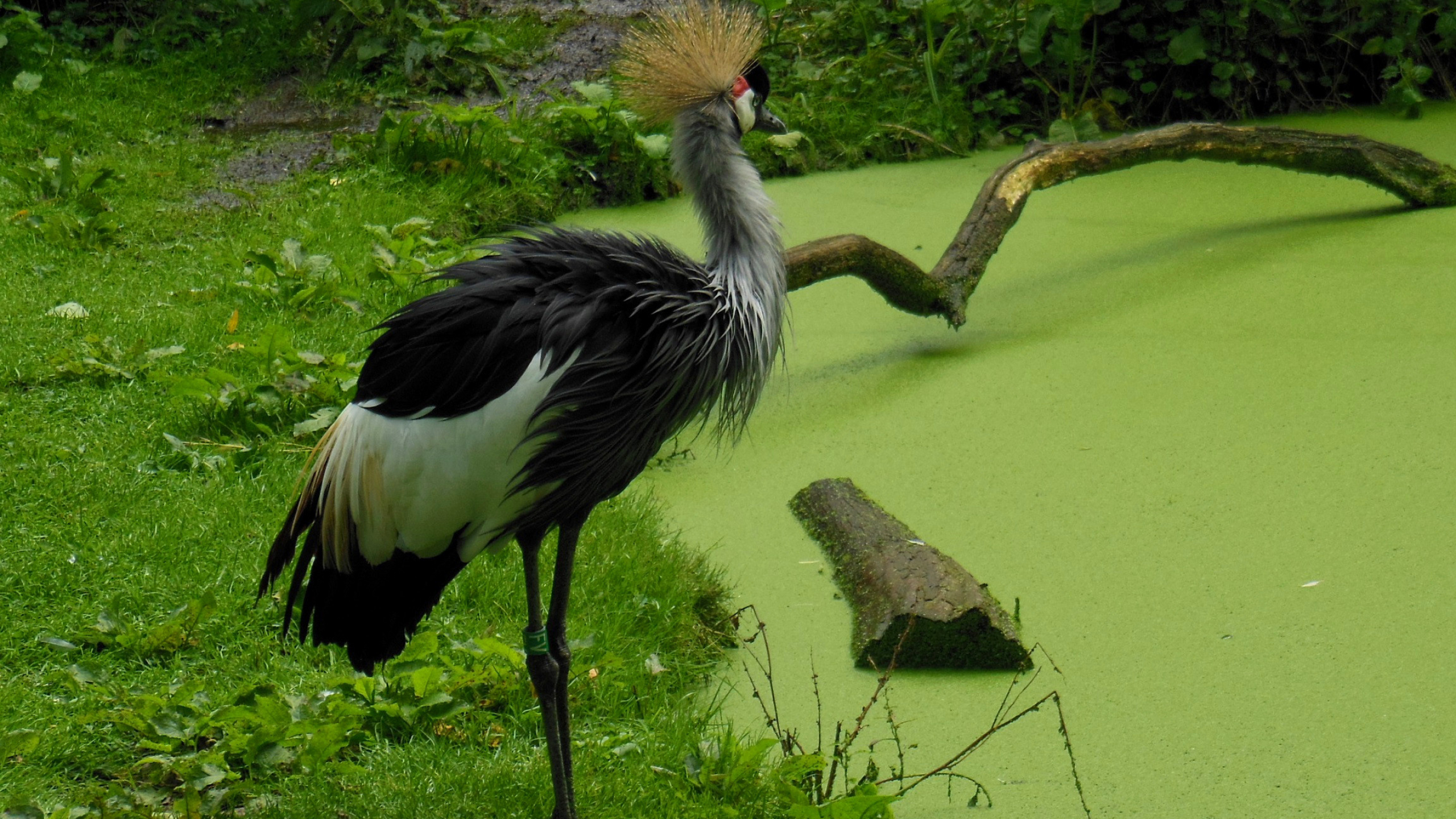 Grey crowned crane wallpapers, Beautiful avian species, HD backgrounds, Wildlife photography, 2560x1440 HD Desktop