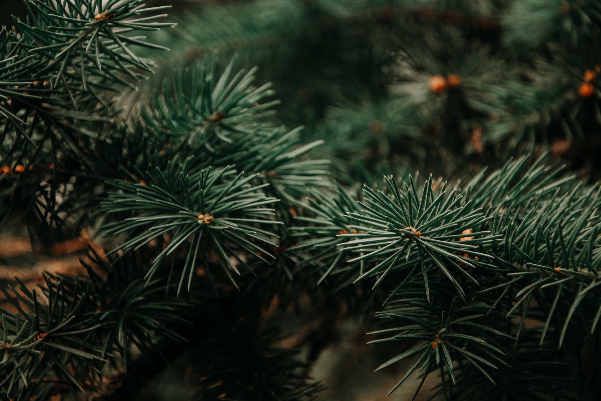 Close-up of fir tree, Vibrant colors, Christmas symbol, Blurred background, 1920x1280 HD Desktop
