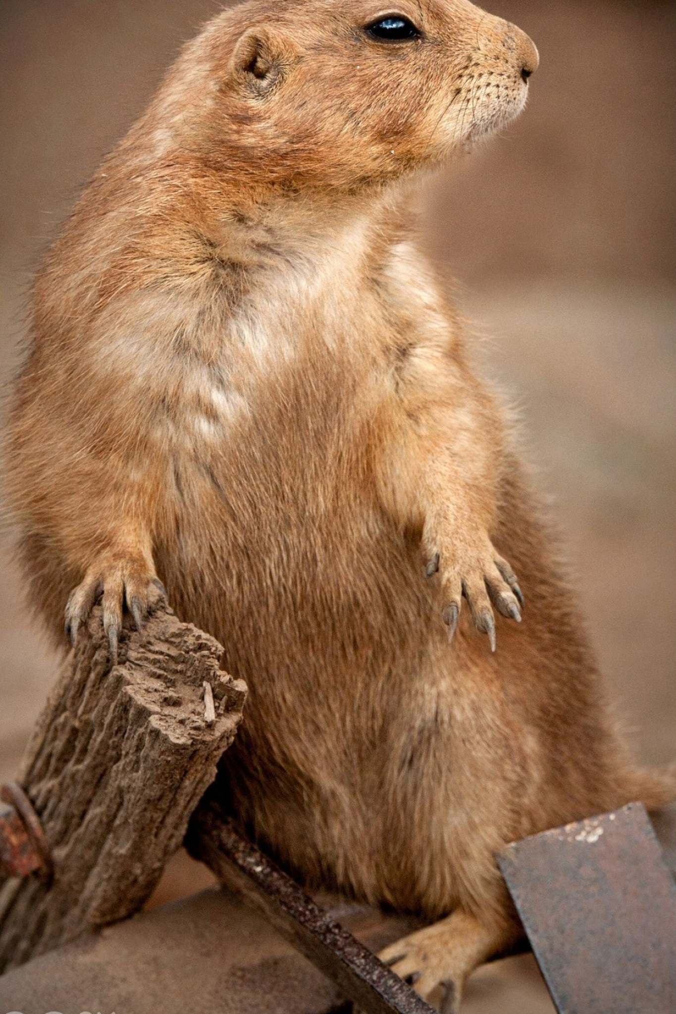 Awesome Prarie Dogs Ideas, Unique inspirations, 1370x2050 HD Phone