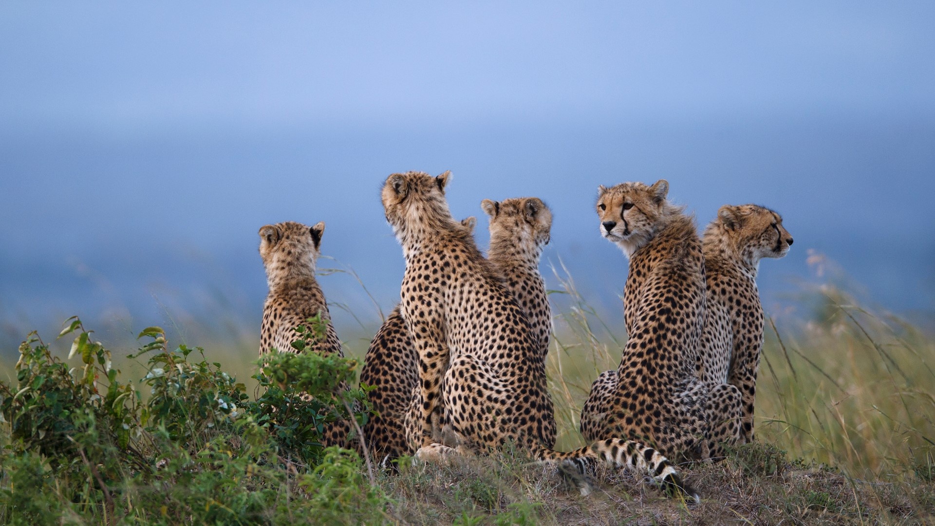 Cheetahs in savannah, Maasai Mara National Reserve, Captivating wallpaper, Reserve wildlife beauty, 1920x1080 Full HD Desktop