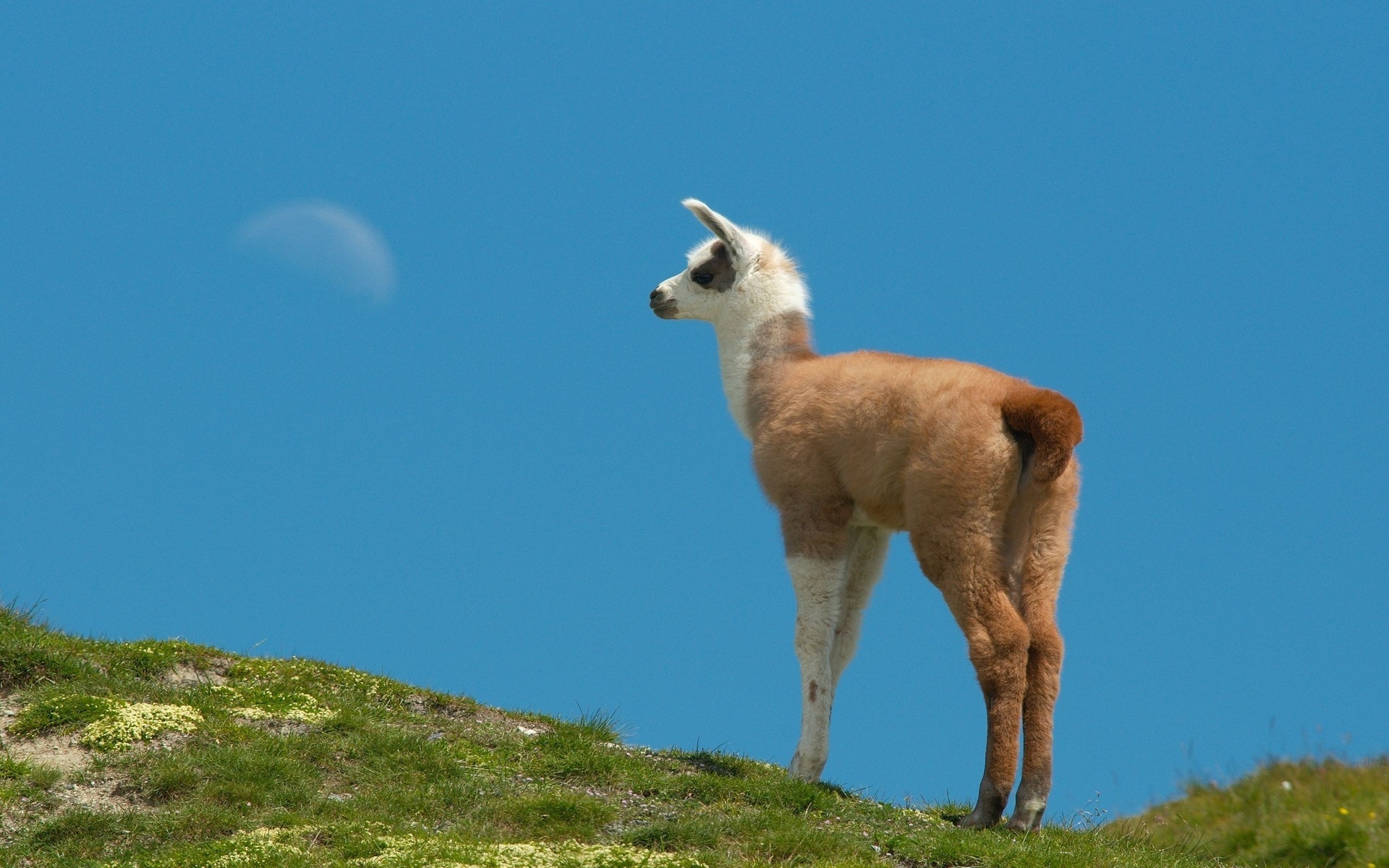 Vibrant 4K llama wallpaper, Stunning animal photography, Llama in its habitat, Llama elegance, 1920x1200 HD Desktop
