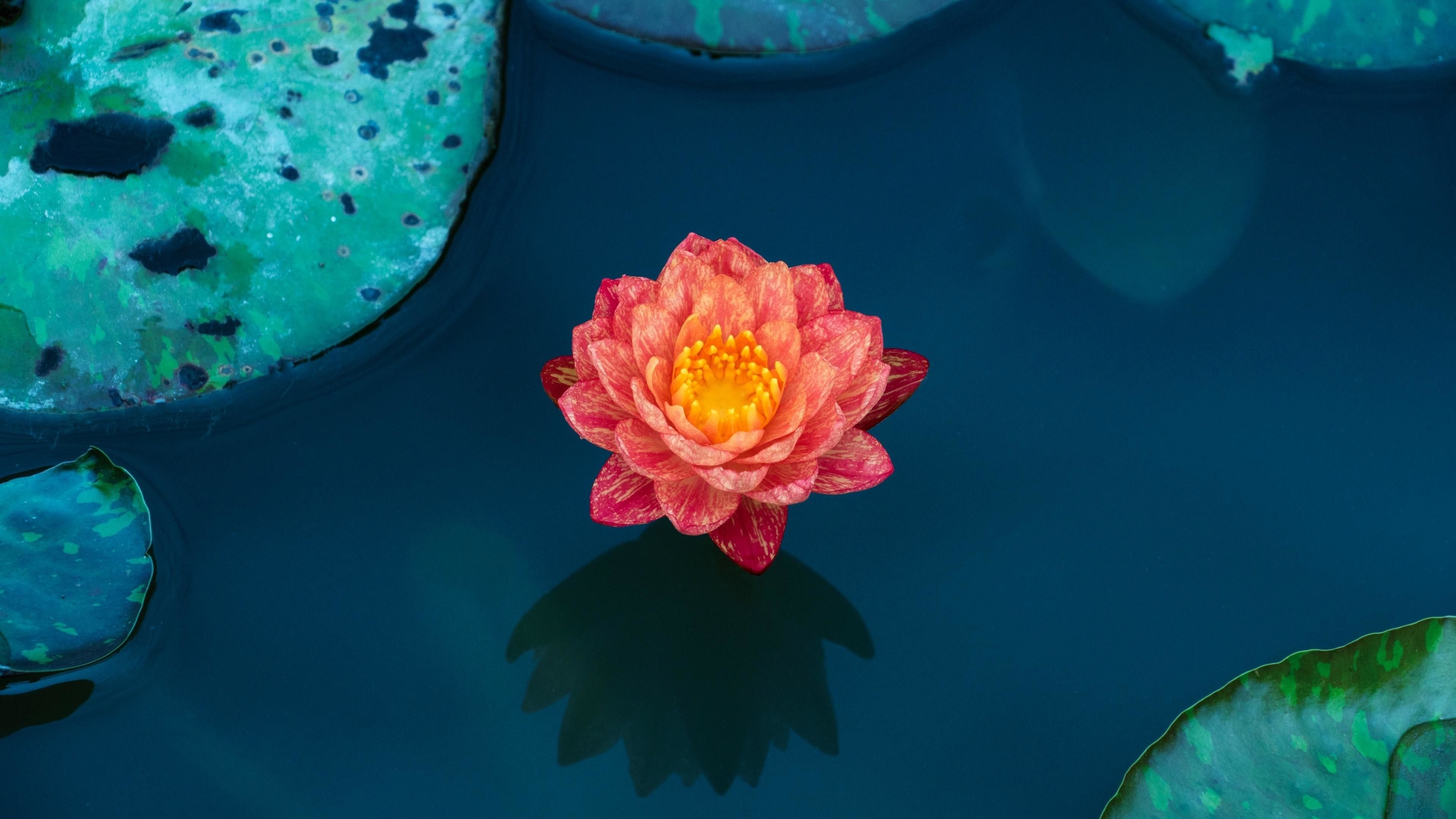 Small blue lotus flower, 3840x2160 4K Desktop