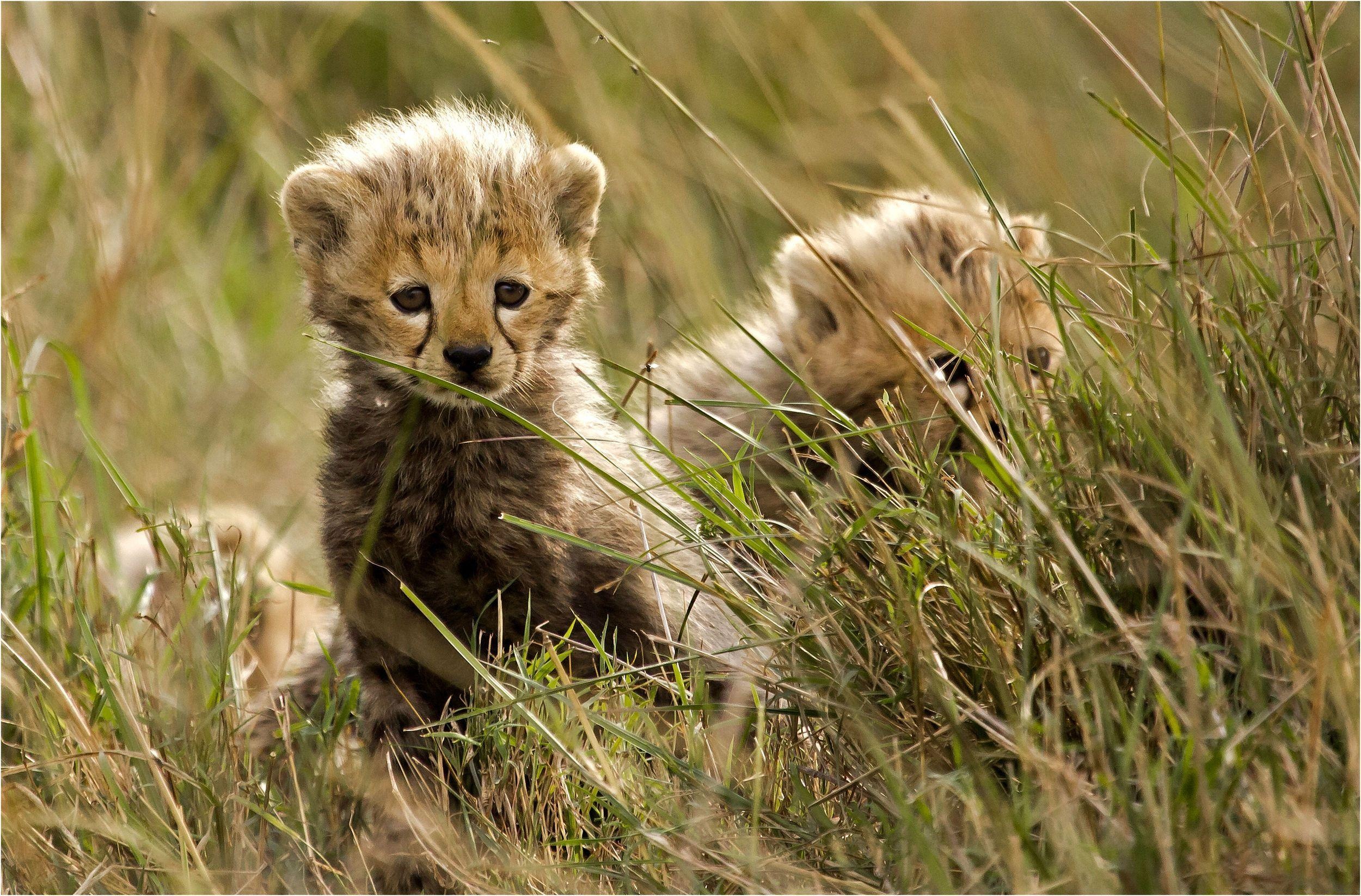 Cheetah cubs, Whiskers and paws, Little predators, Natural beauty, 2500x1650 HD Desktop