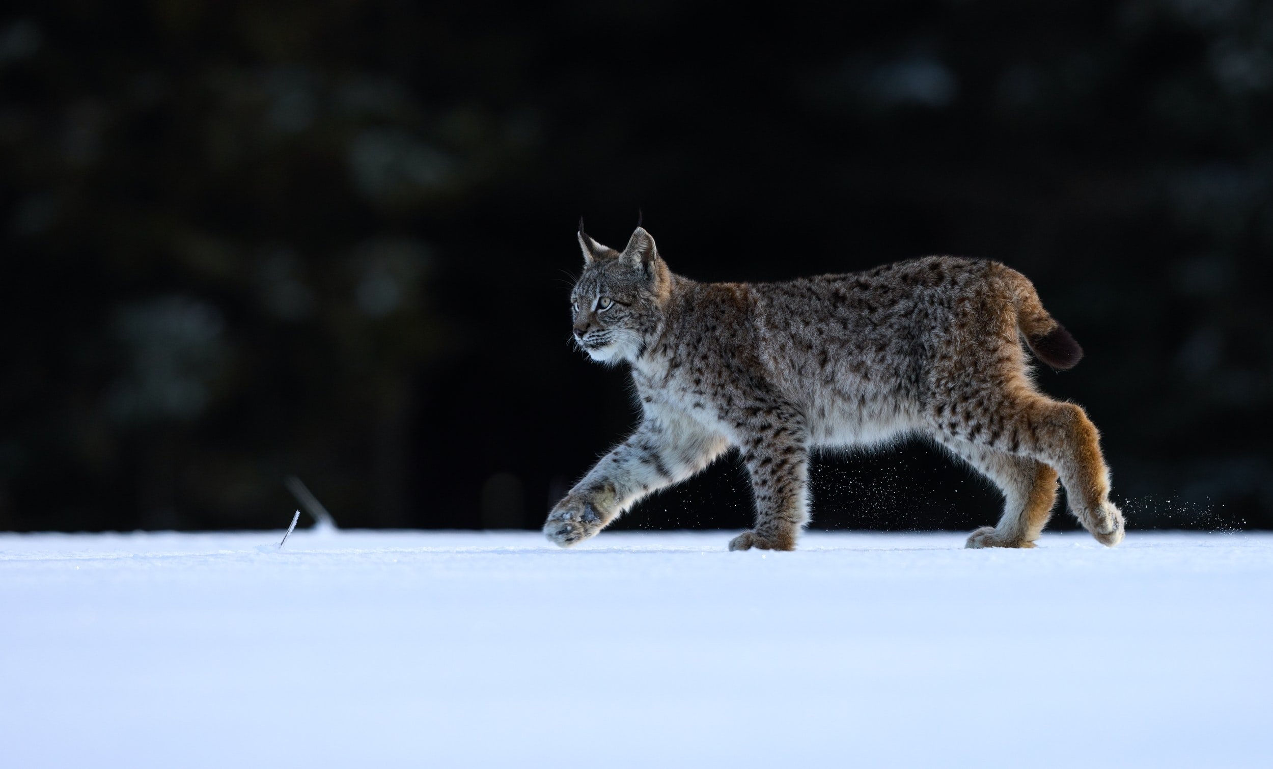 Red Lynx, Yellowstone Wildlife Sanctuary, Animals, 2500x1510 HD Desktop