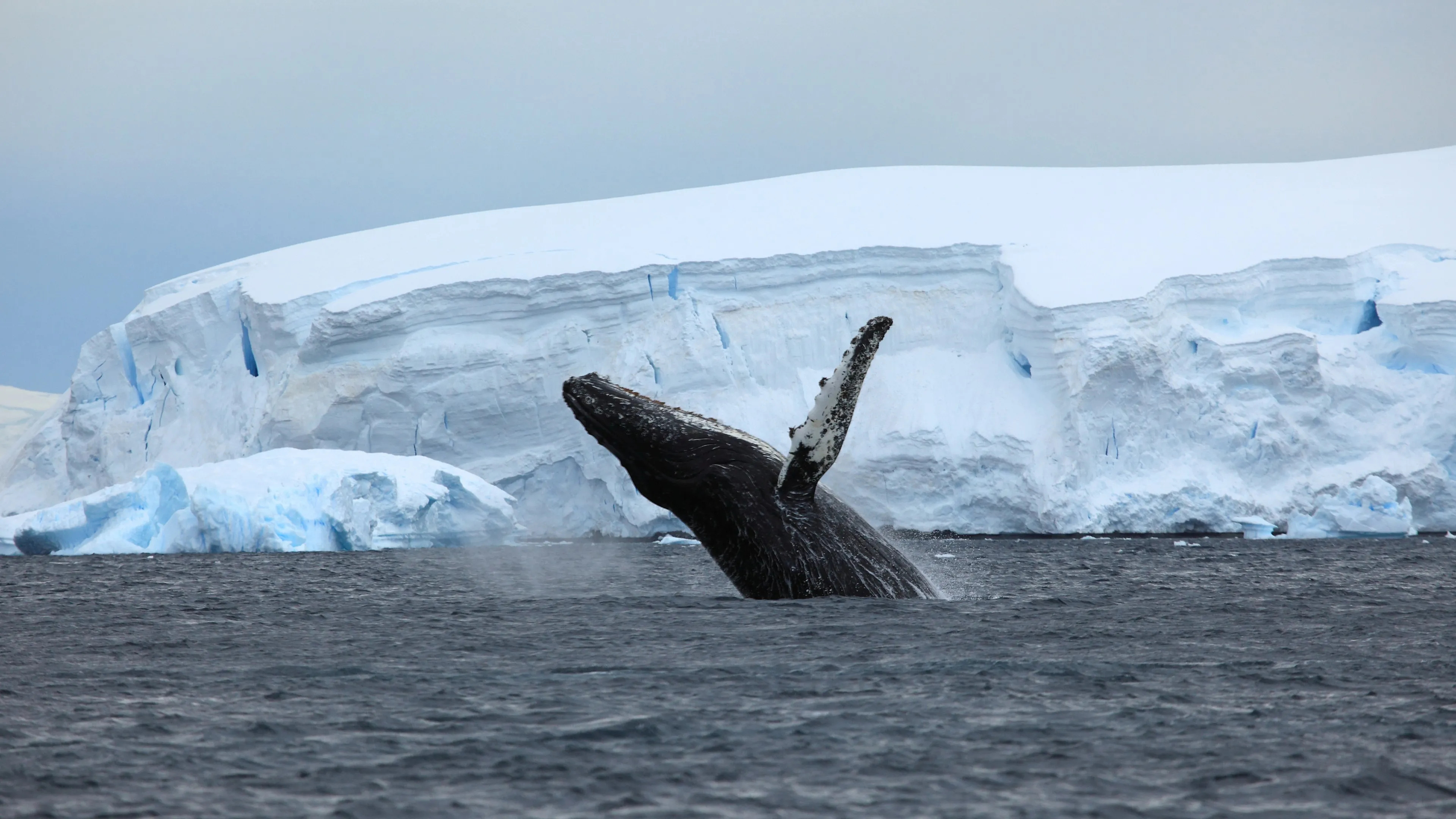 Antarctica Travels, Oceanic beauty, Majestic whales, Aquatic exploration, 3840x2160 4K Desktop