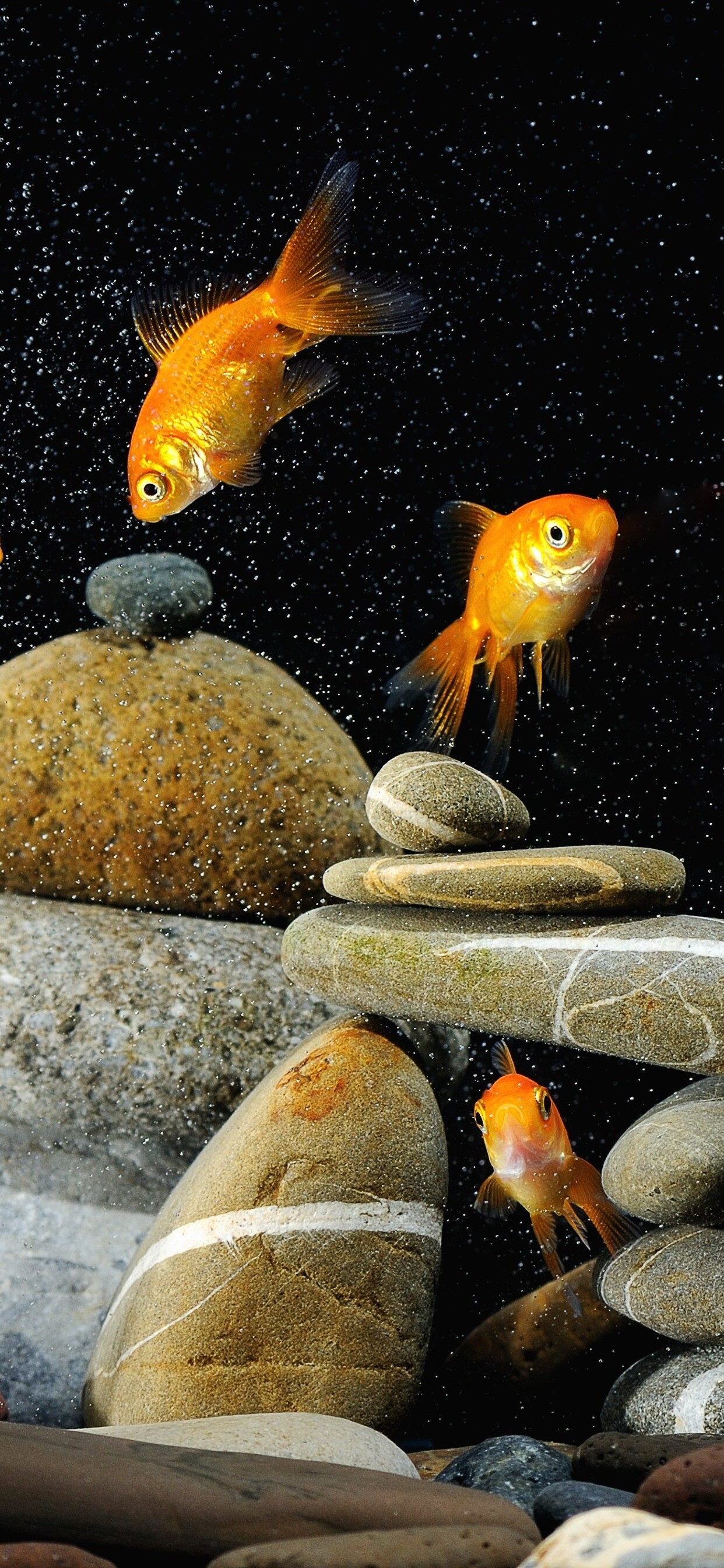 Gold Fish: Fish tank decorations, Stones, The inhabitants of an aquarium, A species of domestic animals. 1250x2690 HD Background.