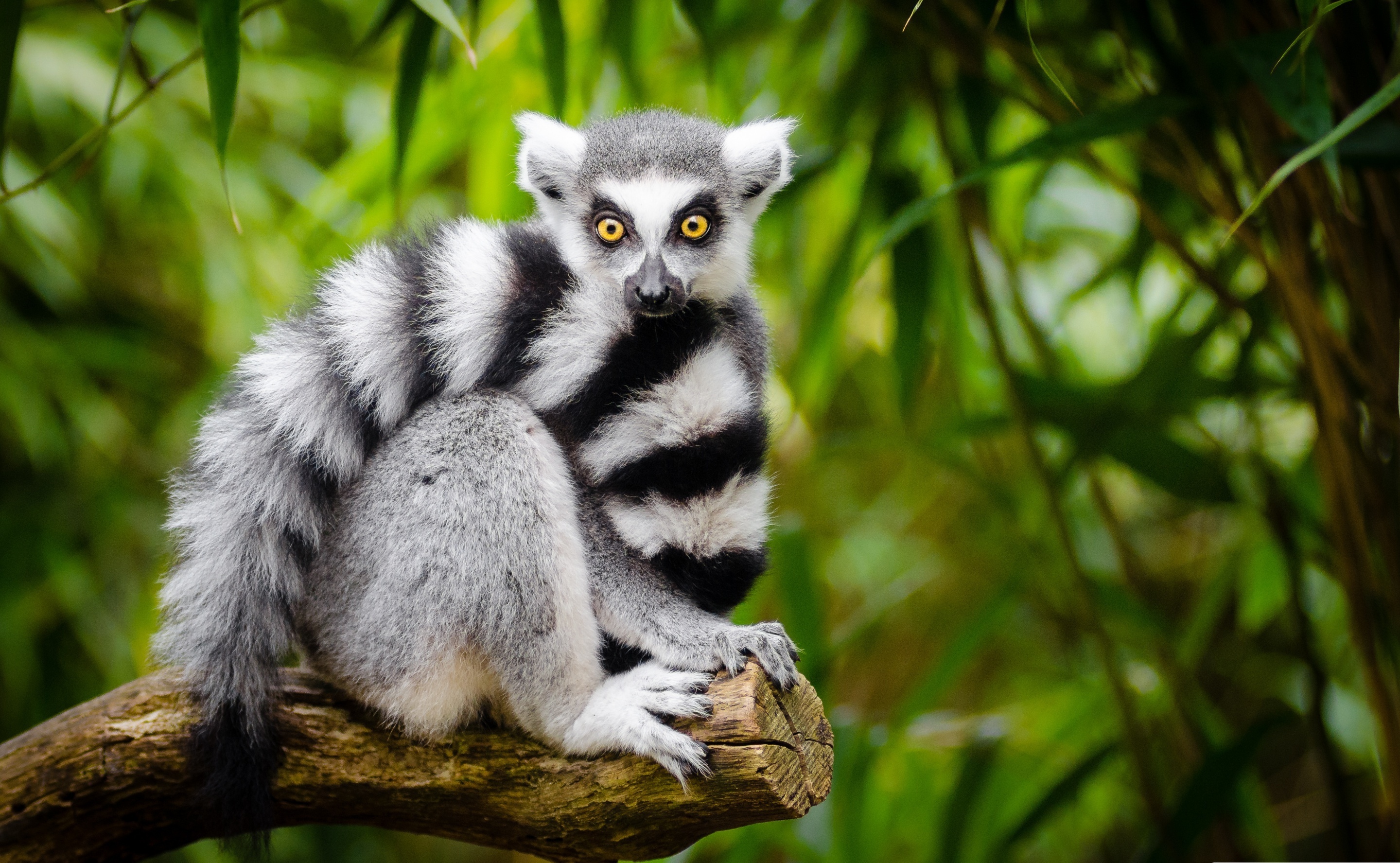 HD lemur wallpaper, Stunning background, Animal appreciation, Natural beauty, 2880x1780 HD Desktop