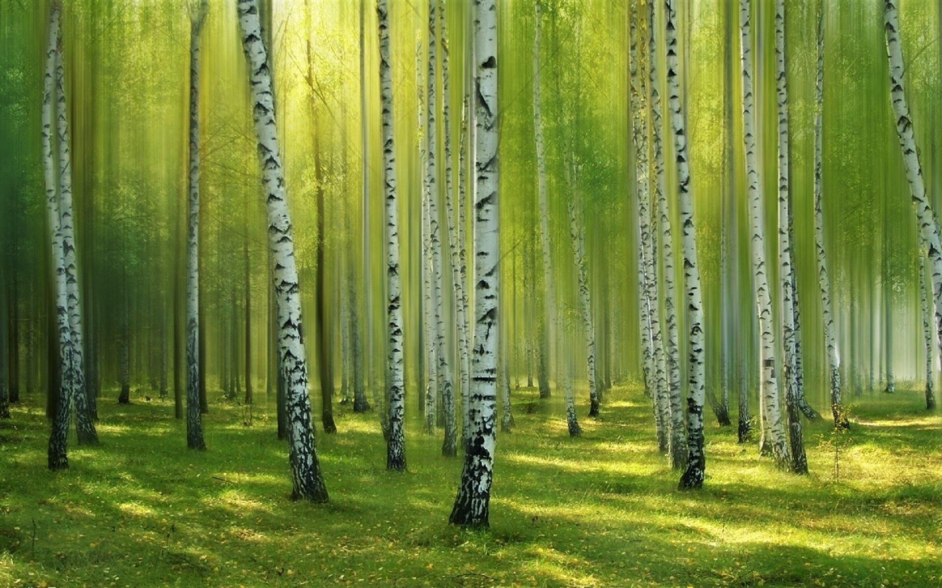 Birch trees, Enchanting forest, Birch tree beauty, Nature's glory, 1920x1200 HD Desktop