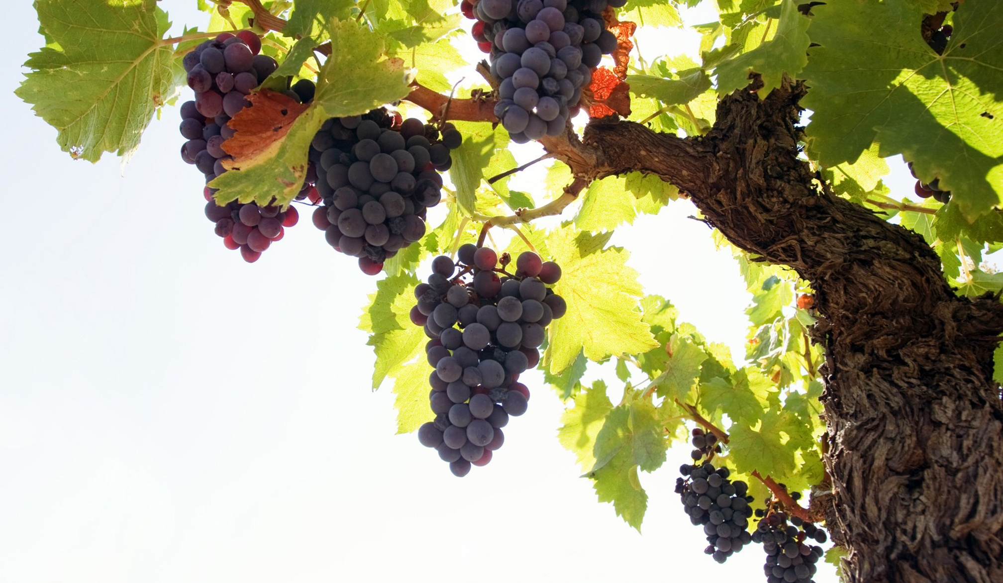 Grapes: Get their color from natural compounds called flavonoids. 2020x1180 HD Background.