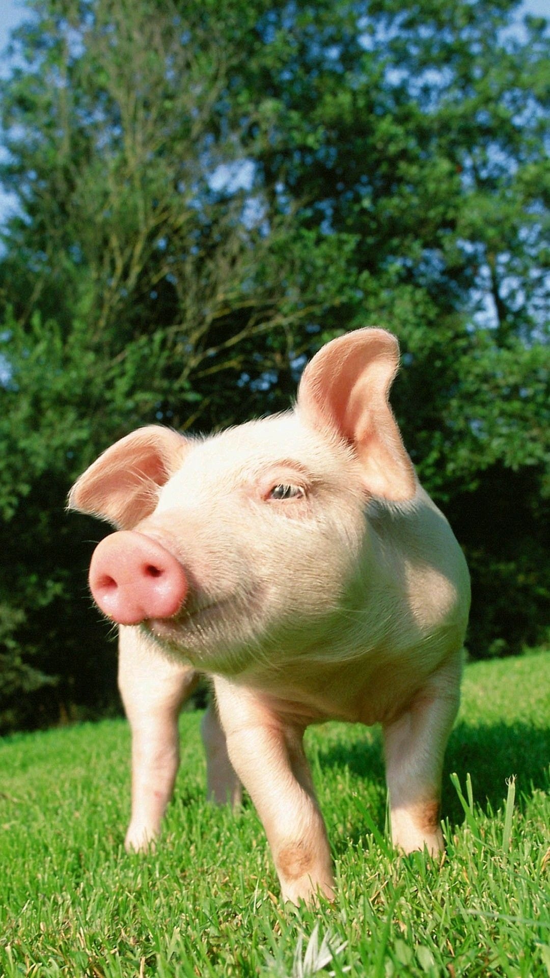 Cute pig wallpaper, Baby pigs delight, Charming snouts, Playful oinks, 1080x1920 Full HD Phone