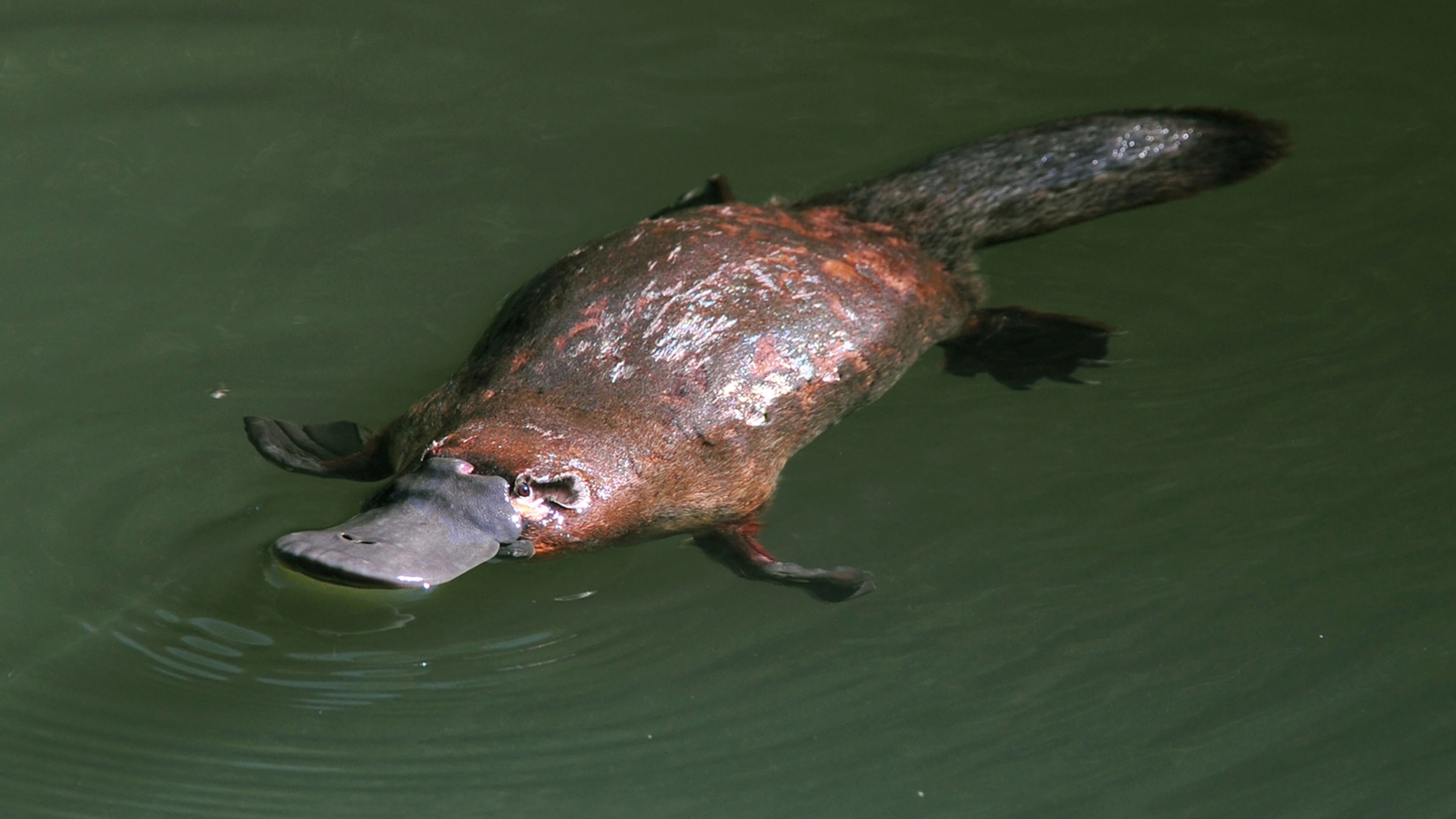 Platypus, Duck-billed creature, Picturemeta ead, Detailed photographs, 3080x1730 HD Desktop