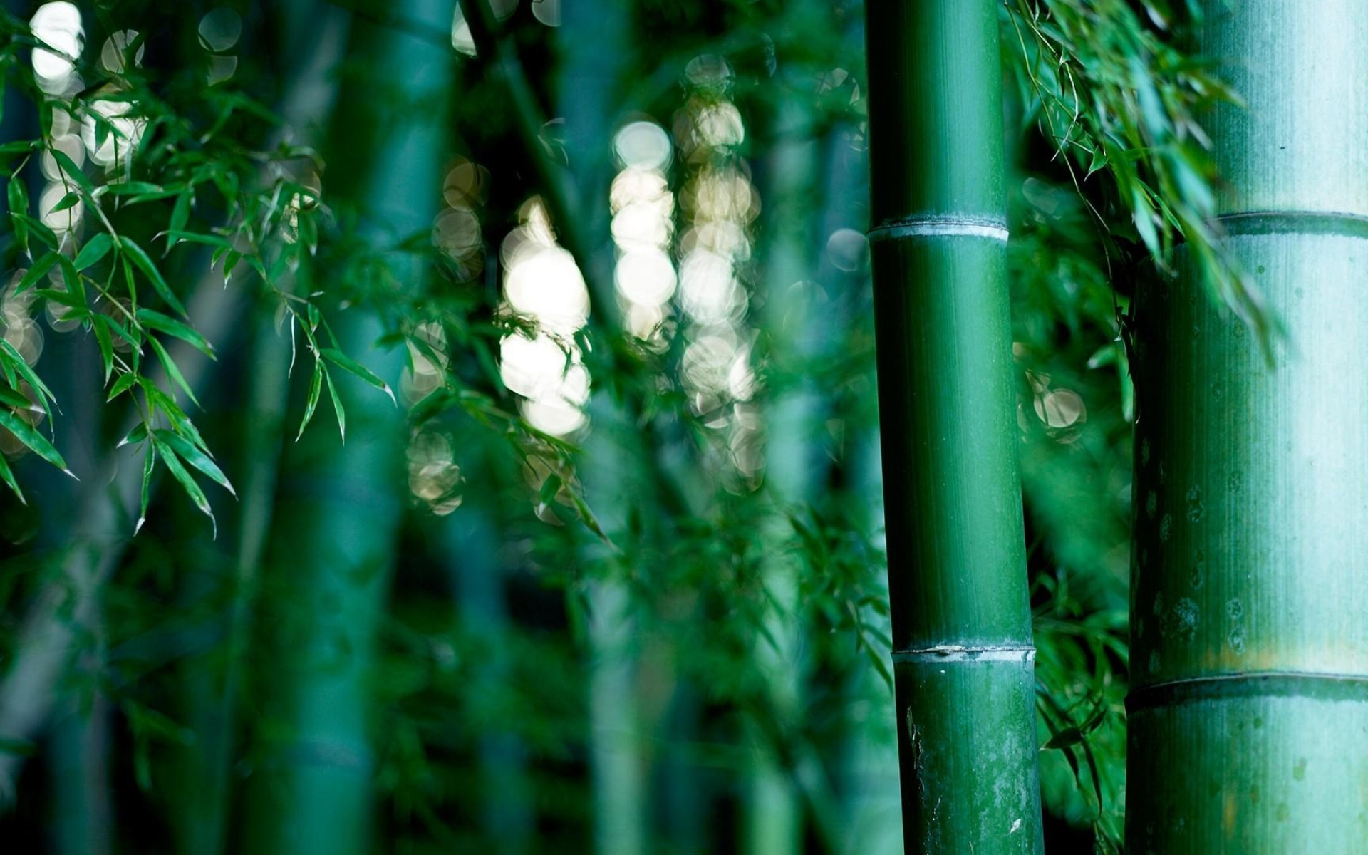 Bamboo: Green trees, Plant of a genus of perennial evergreen plants in the cereal family. 1920x1200 HD Background.