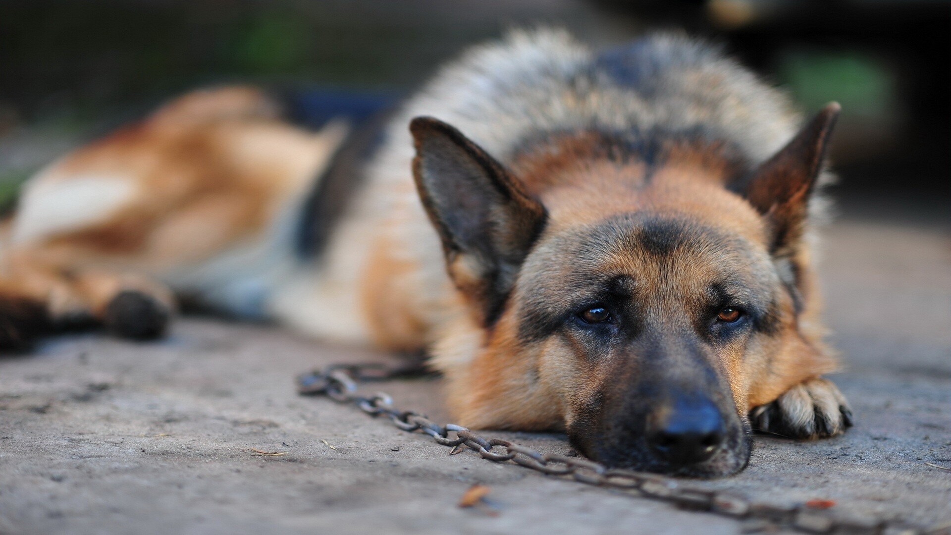 German Shepherd: Ranks at the top of the most popular dog breeds in America. 1920x1080 Full HD Wallpaper.