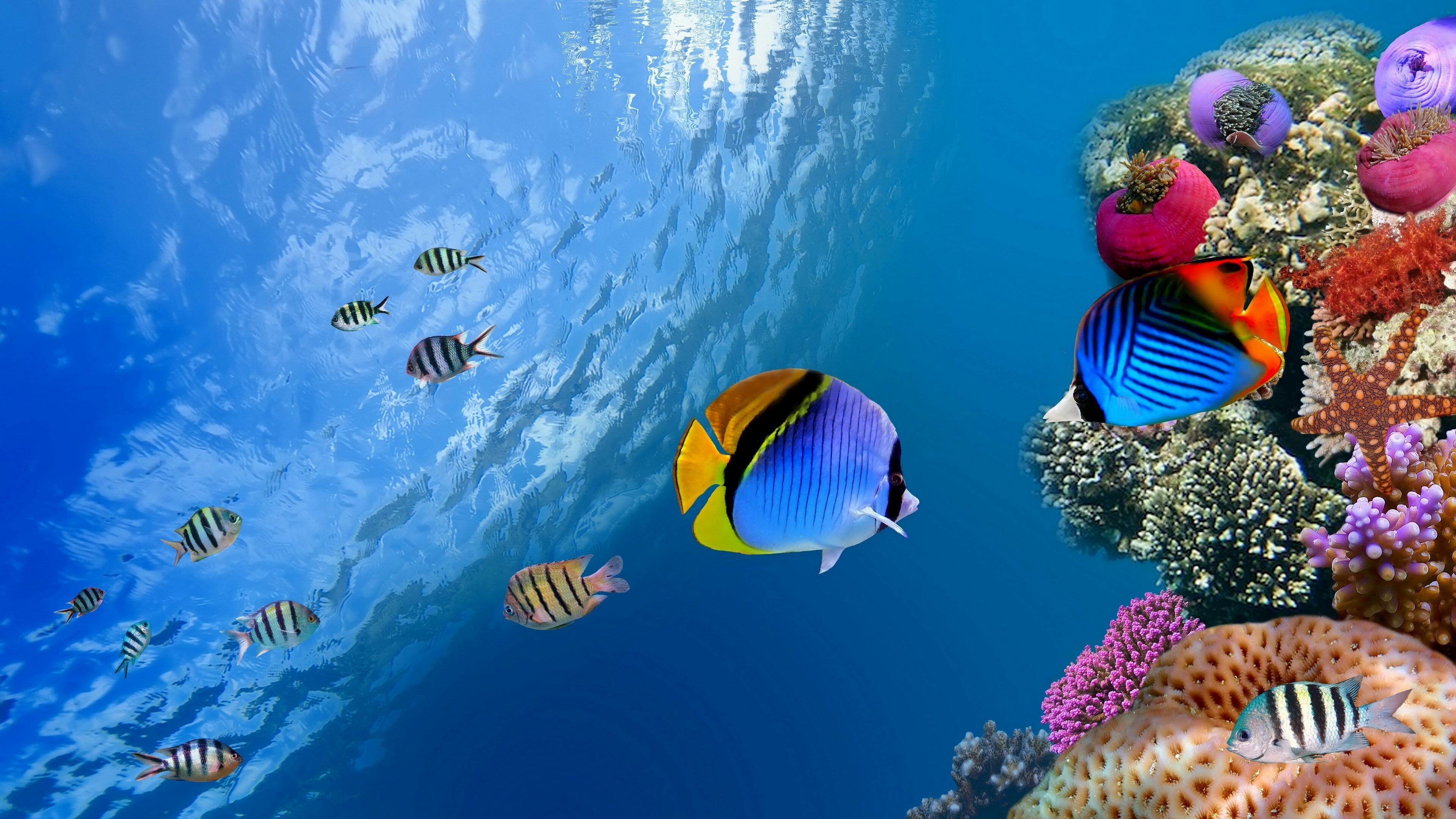 Fish: Underwater ecosystem, Biodiversity, Marine creatures. 3840x2160 4K Wallpaper.
