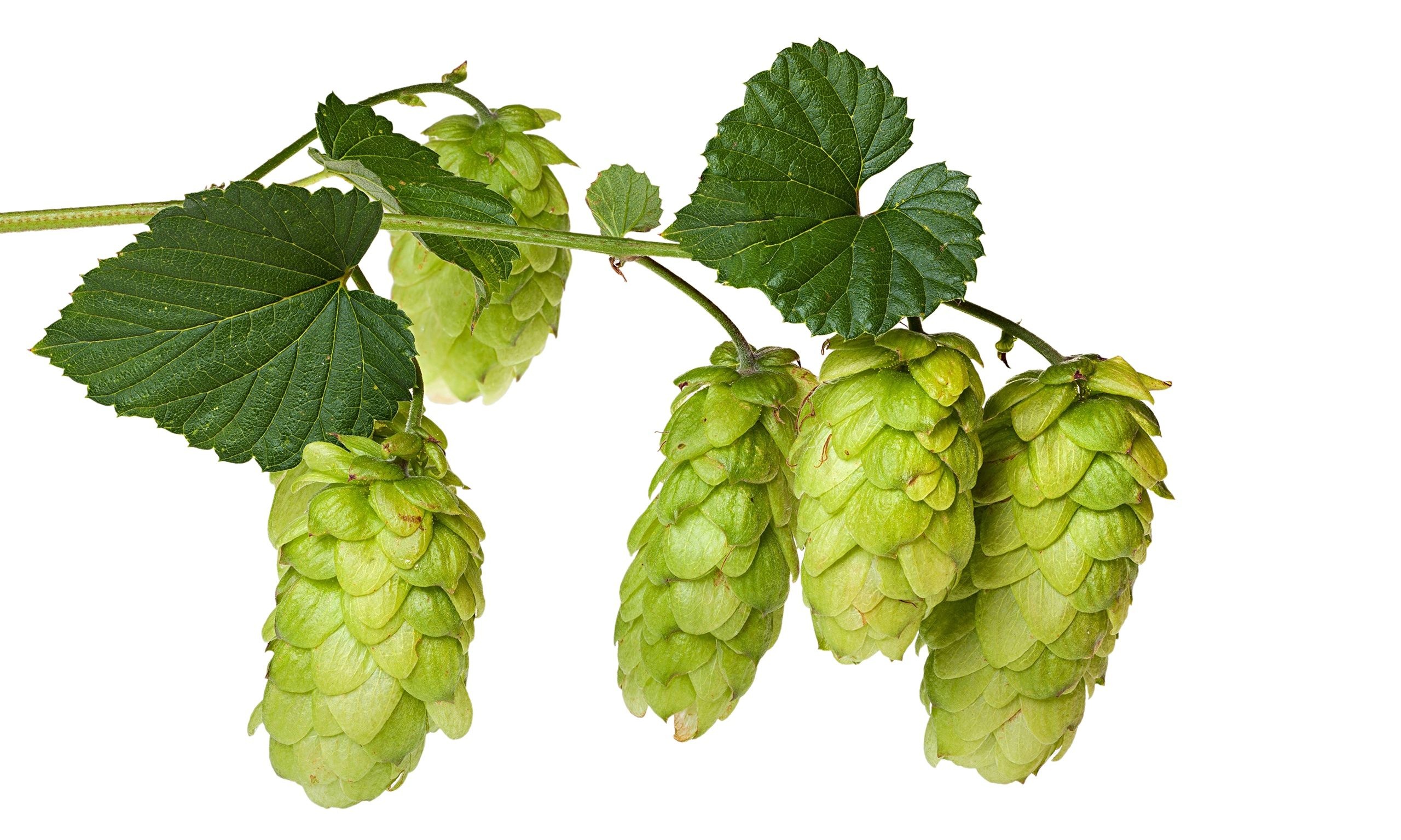 Hops Wallpapers - Top Free Hops Backgrounds 2560x1540