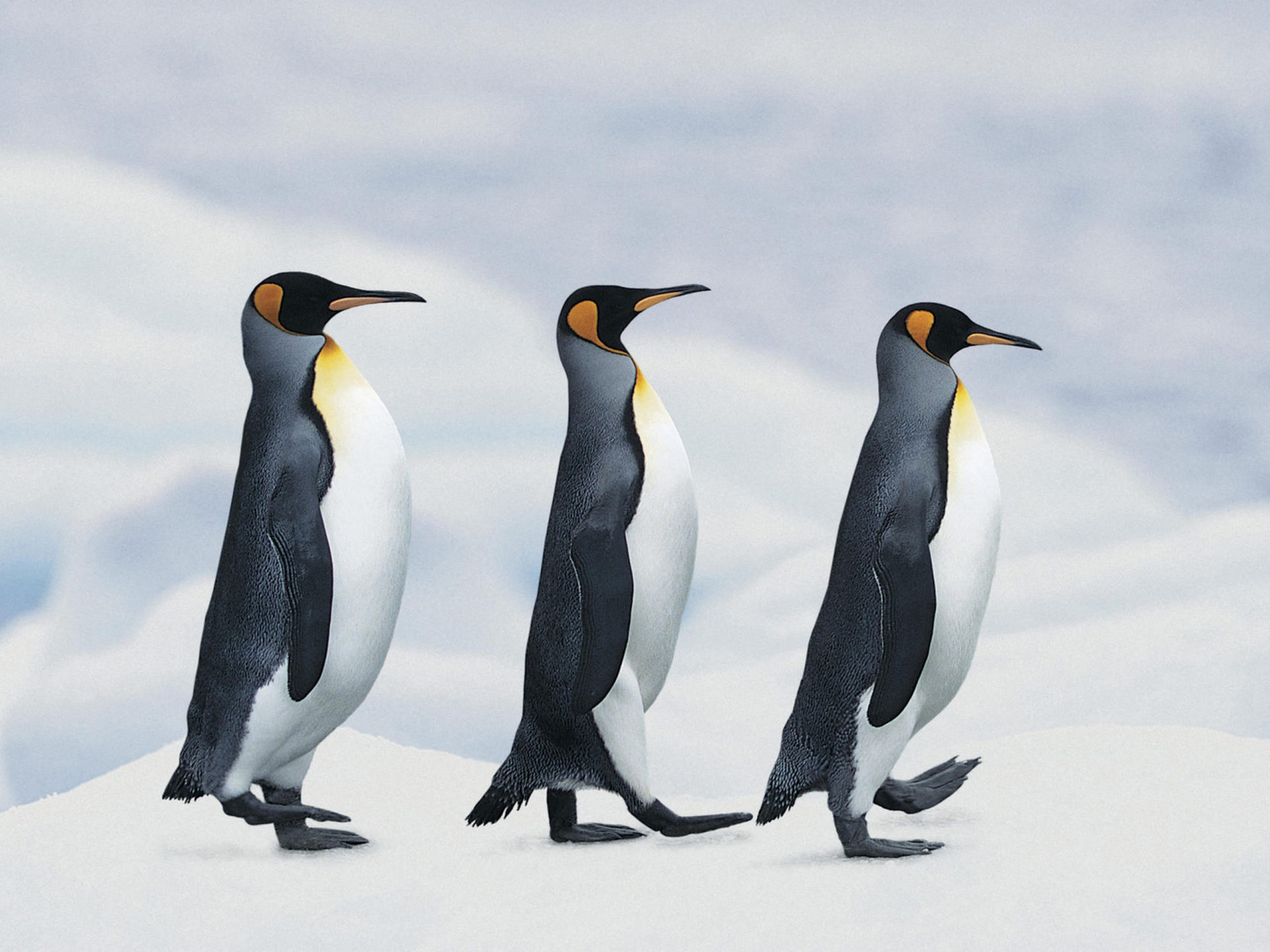 Marching penguin parade, Antarctic snowscape, HD desktop wallpaper, Majestic wildlife, 1920x1440 HD Desktop