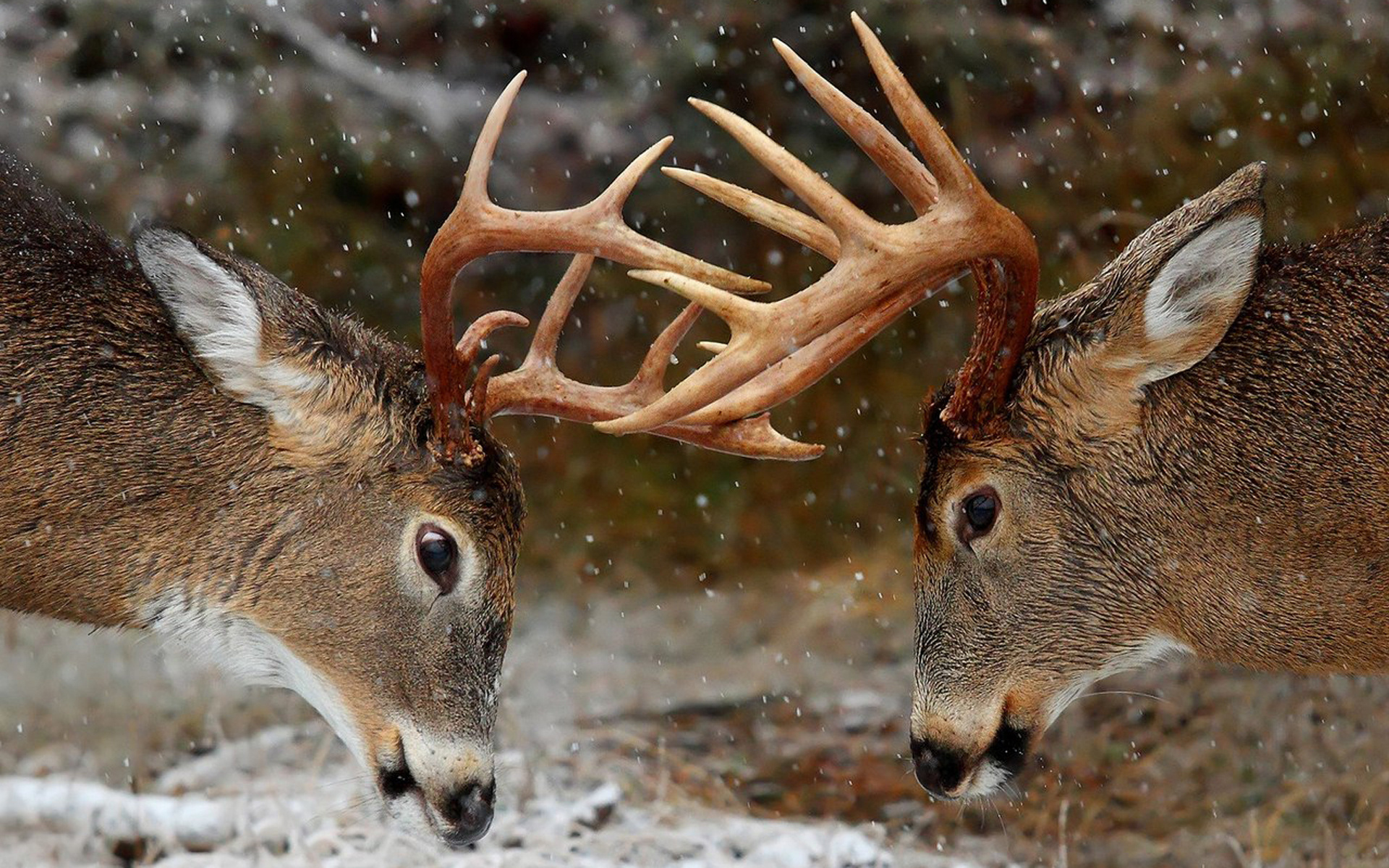 Free download deer iPhone wallpapers, Desktop backgrounds, HD wallpapers, Deer hunting, 1920x1200 HD Desktop