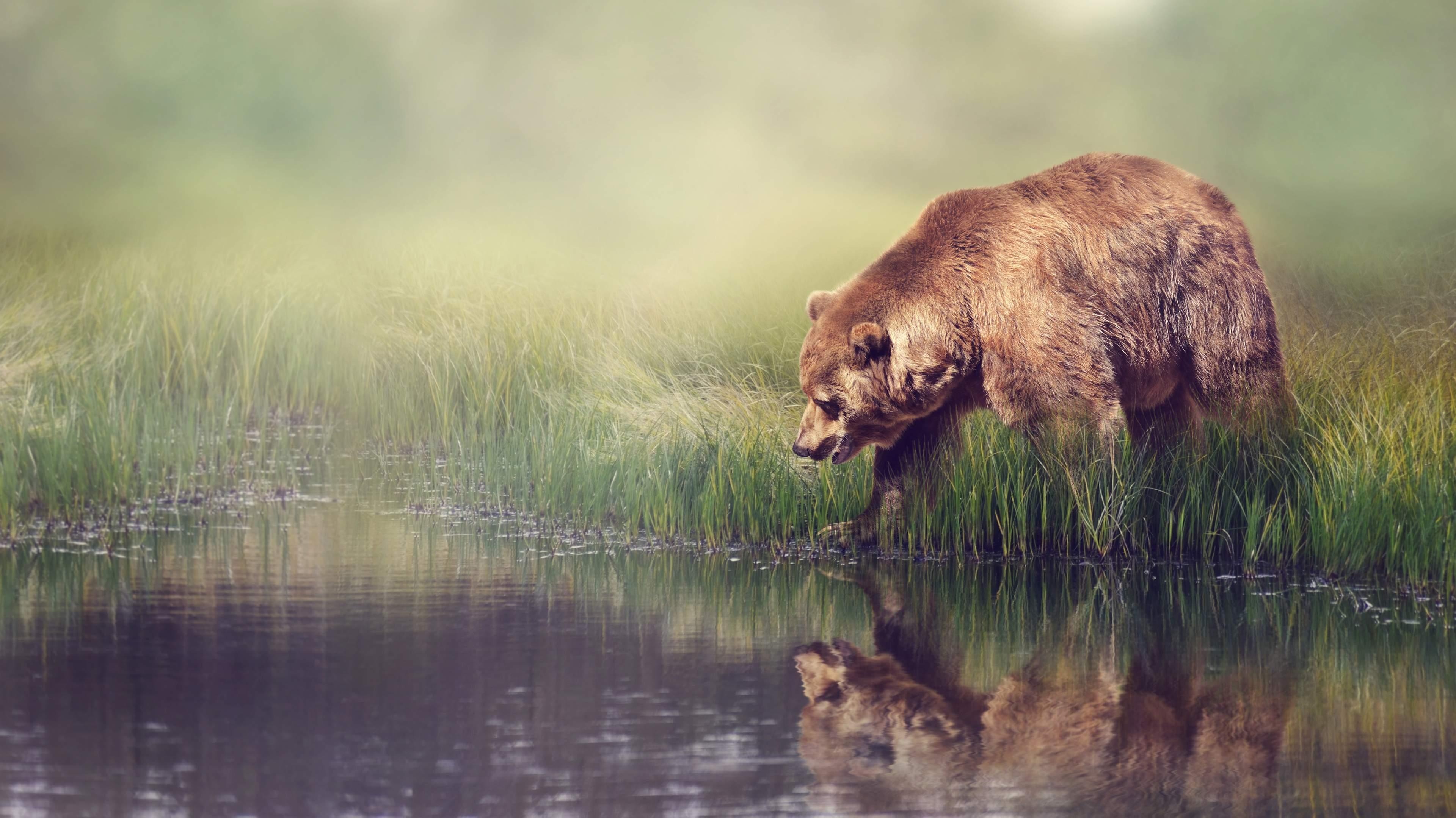 Breathtaking bear imagery, Wildlife photographers' masterpiece, Powerful presence, Nature's marvel, 3840x2160 4K Desktop