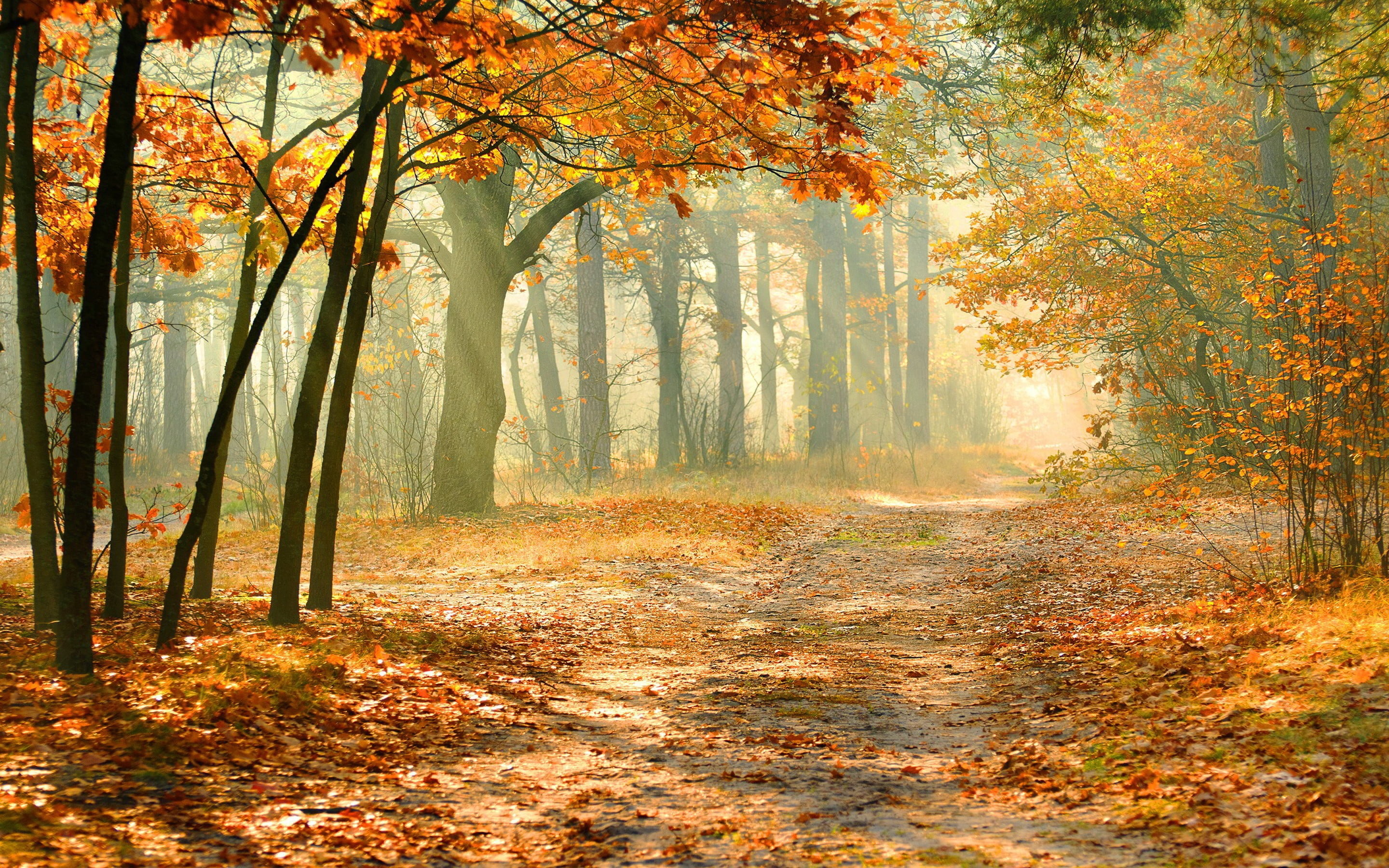 Maple trees landscape, Forest, HD wallpaper, Nature, 2880x1800 HD Desktop