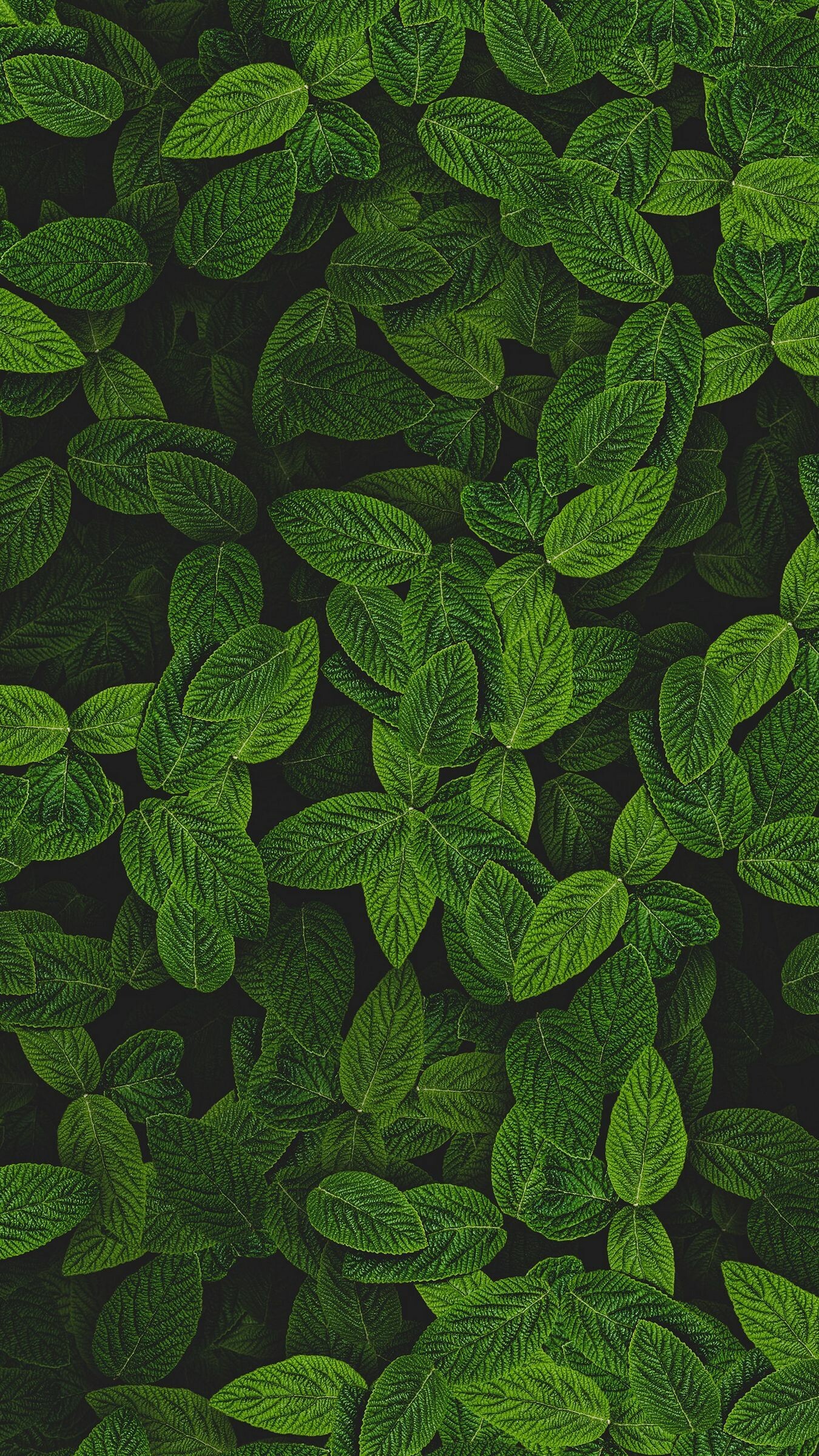Leaf: Mint, An appendage on the stem of a vascular plant. 1350x2400 HD Background.