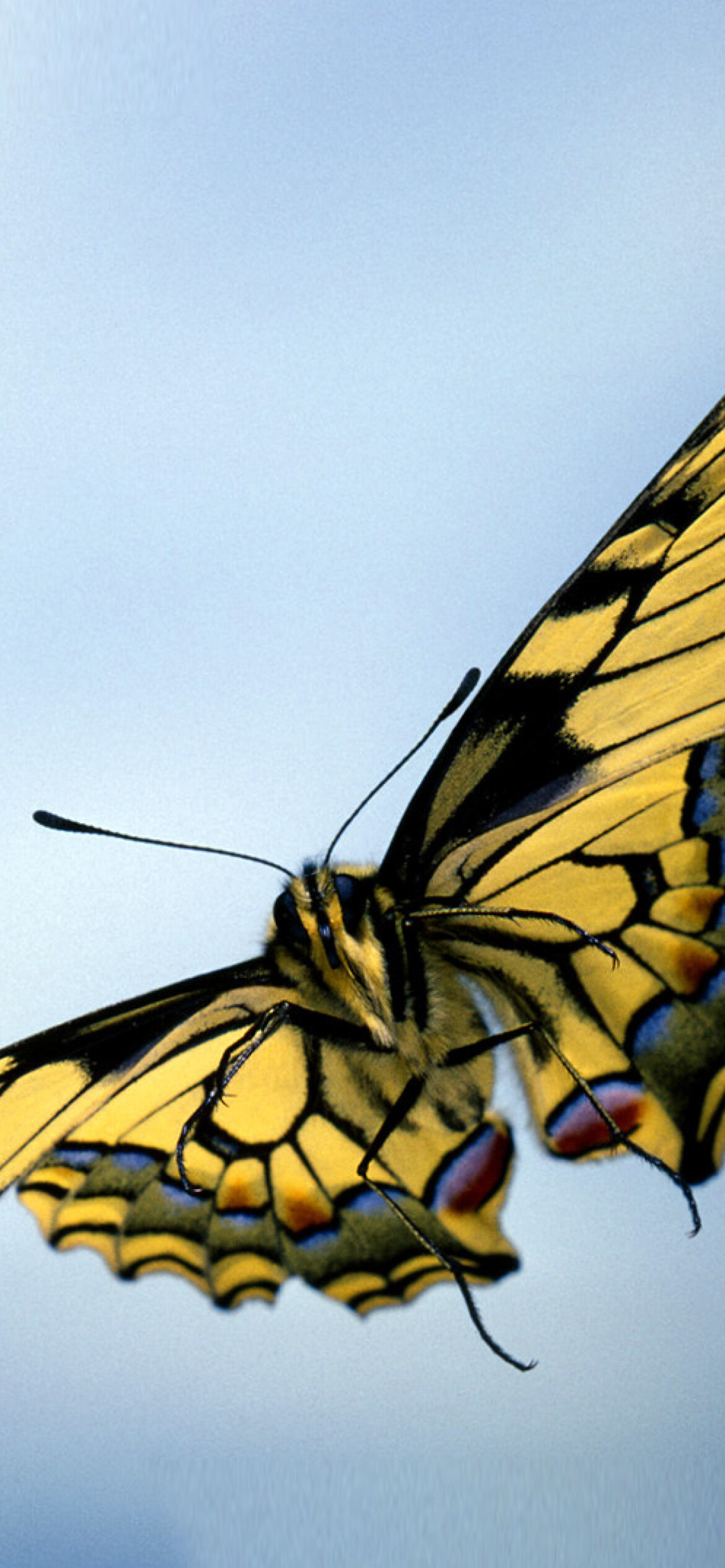 Butterfly: Butterflies navigate using a time-compensated sun compass. 1170x2540 HD Background.