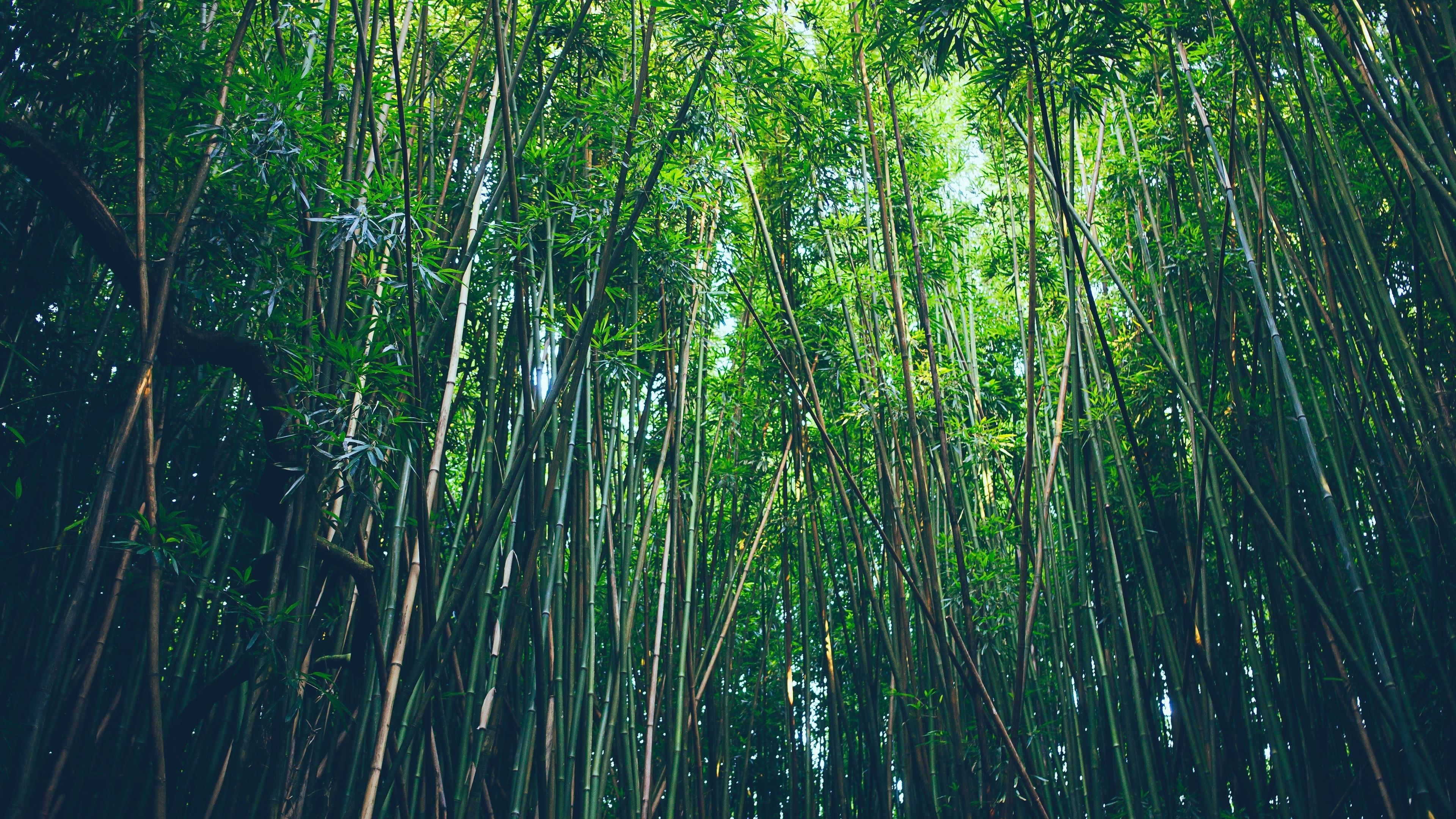 Bamboo: A tall treelike tropical grass having hollow woody-walled stems, Tropical forest. 3840x2160 4K Background.