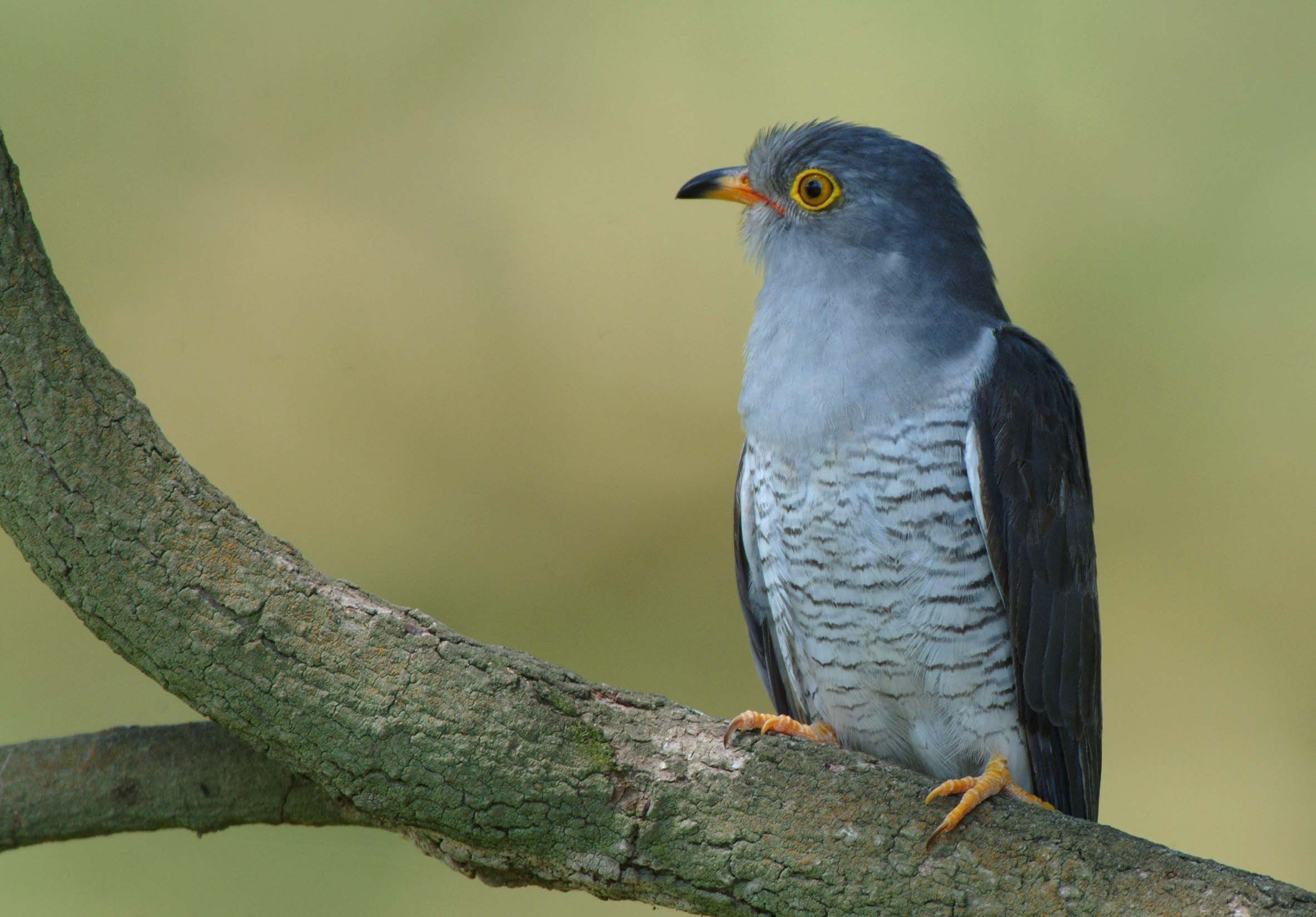 Mahler's cuckoo, Birdnote marvel, Melodious song, Nature's orchestration, 2370x1650 HD Desktop