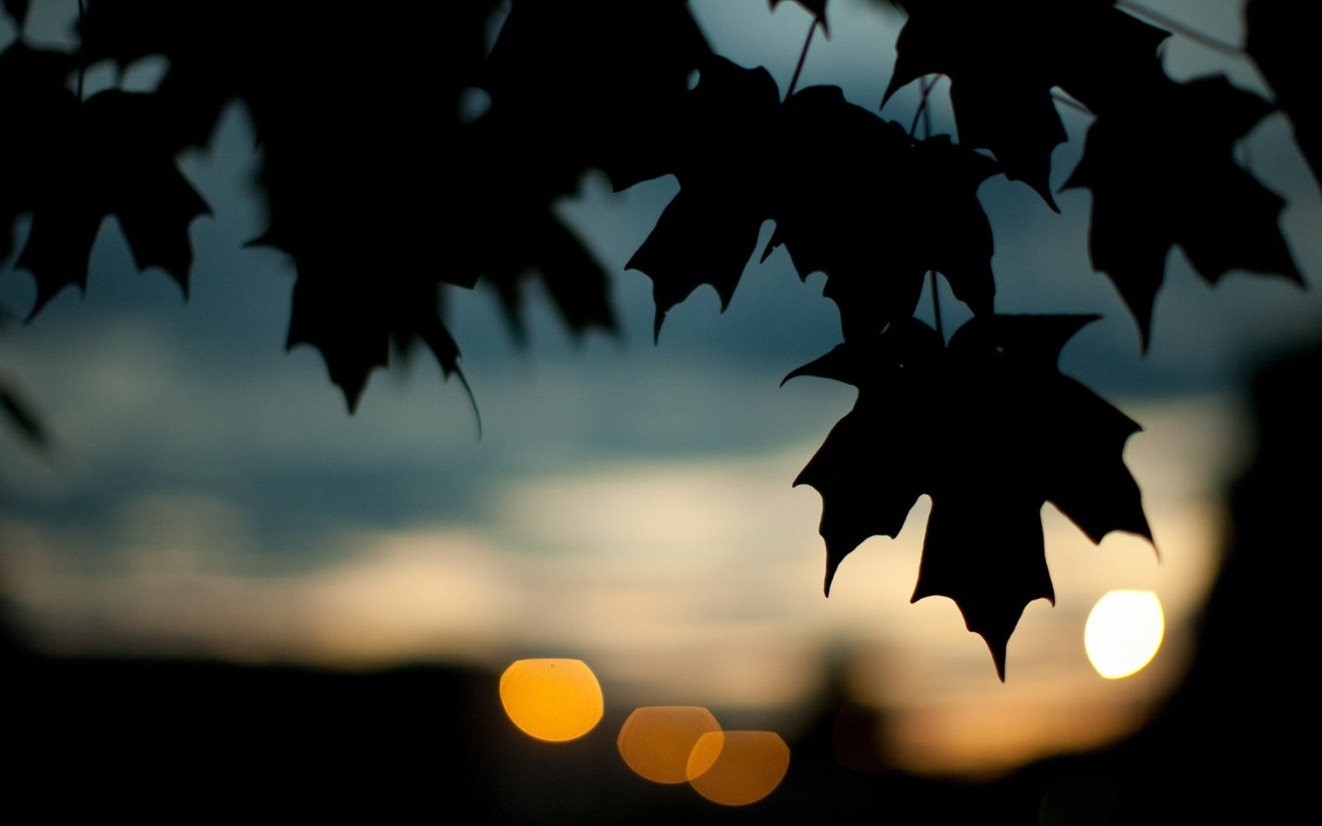 Silhouette of maple leaf, HD wallpaper, Silhouette of maple leaf, HD wallpaper, 1920x1200 HD Desktop