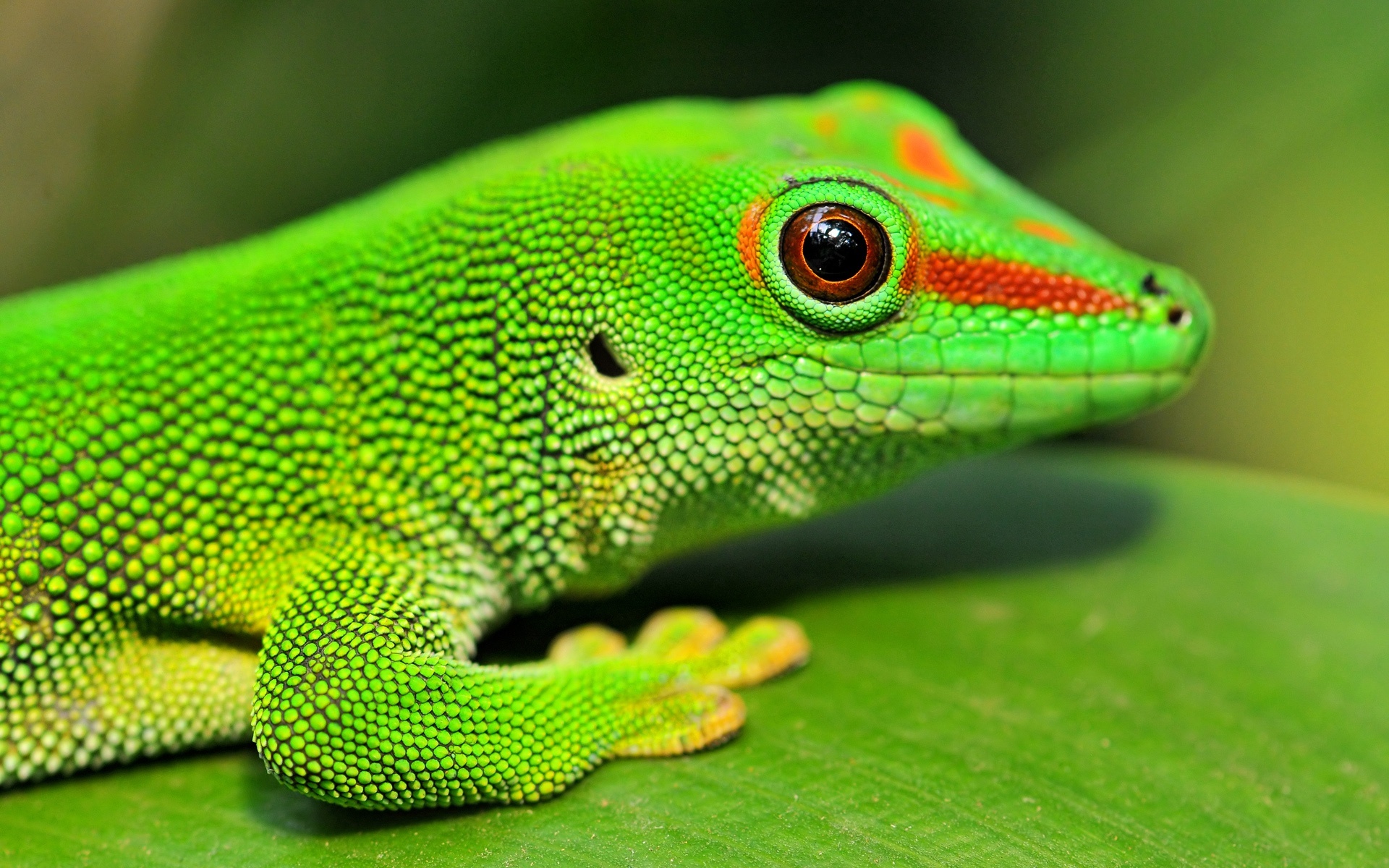 Gecko: A lizard species within six families of the Gekkota suborder. 1920x1200 HD Wallpaper.