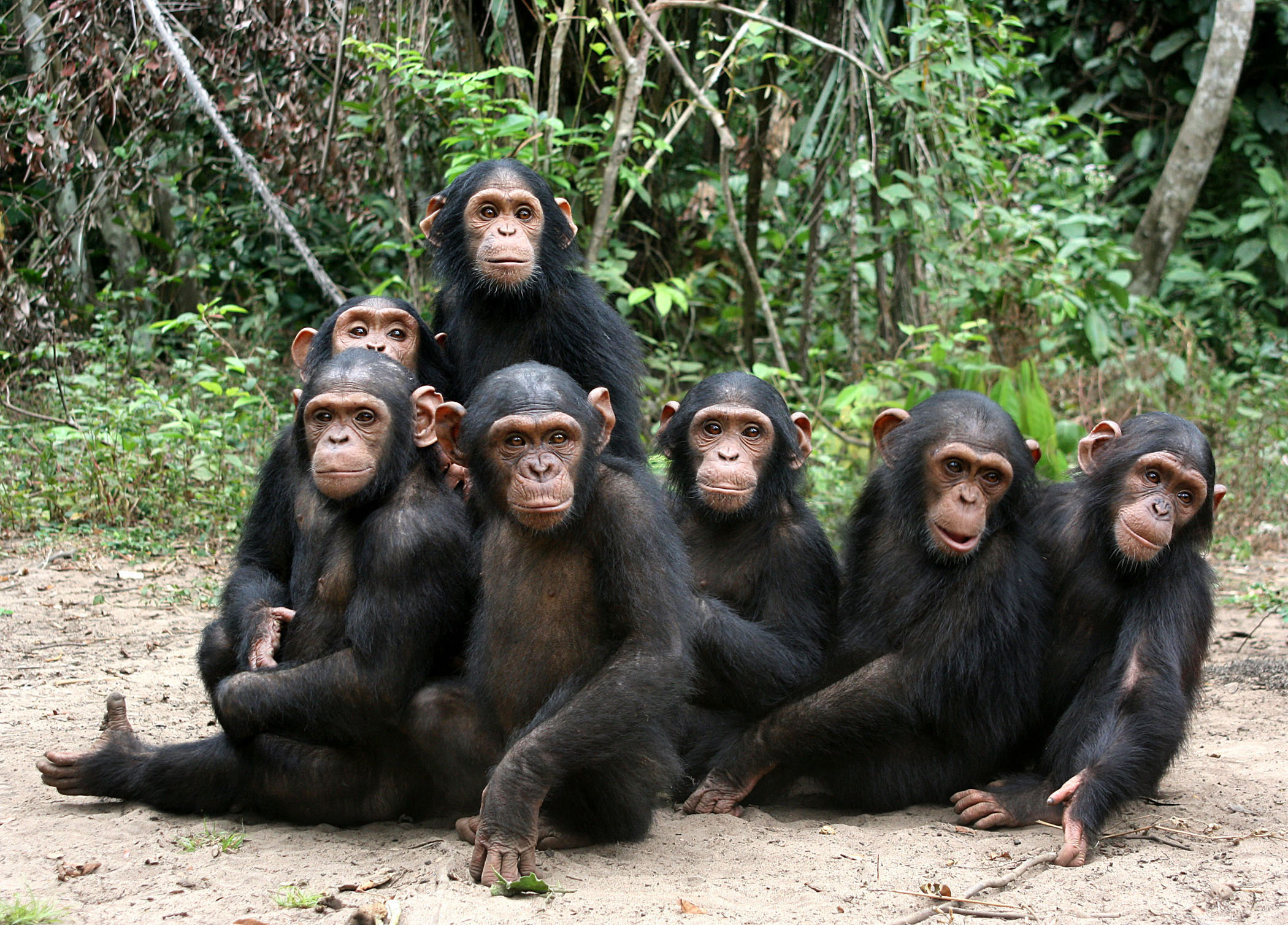 Chimpanzee close-up, Primate intelligence, 4k wallpapers, 2100x1510 HD Desktop