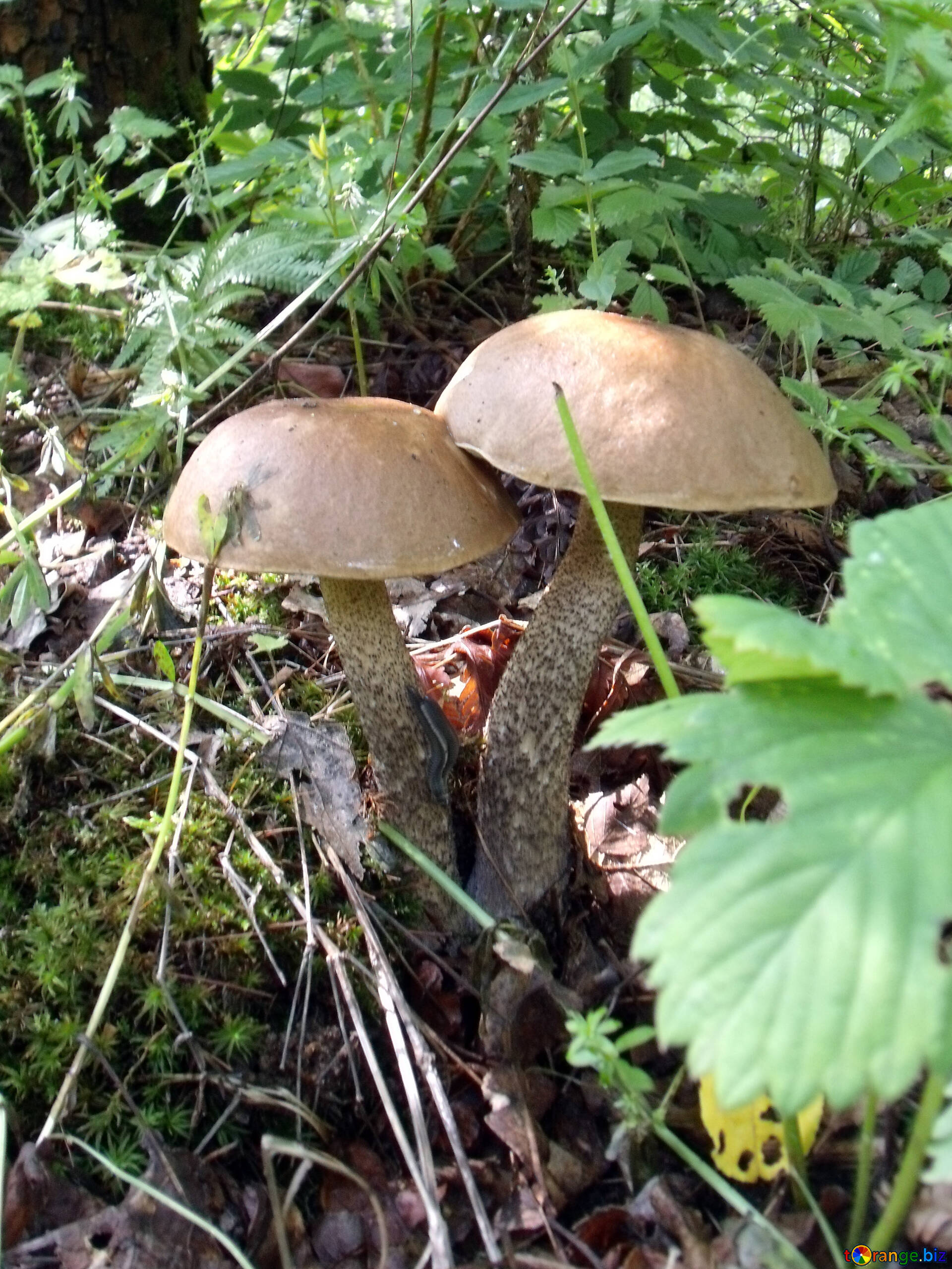 Scaber stalk mushrooms, Boletus image, Desktop wallpapers, Mushroom photography, 1920x2560 HD Handy