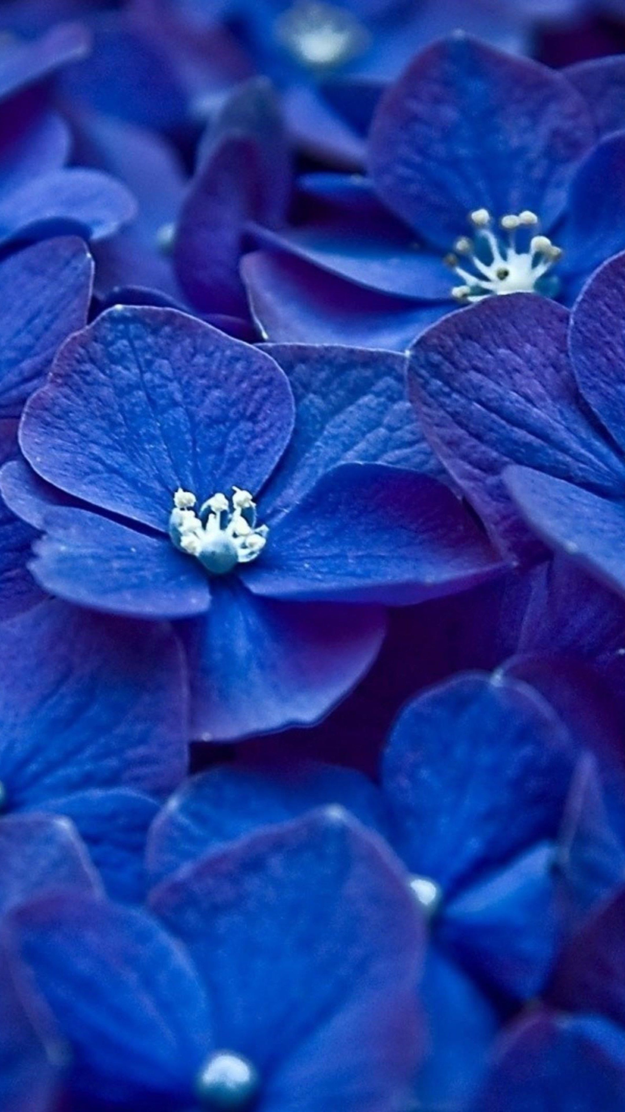 Blue flower wallpaper, Blue hydrangea, Delicate petals, Nature's tranquility, 2160x3840 4K Phone