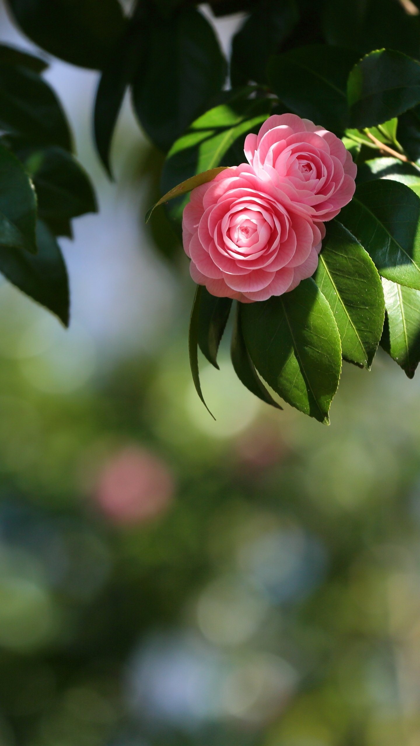 Earth camellia, Natural wonder, Floral beauty, Garden delight, 1440x2560 HD Phone