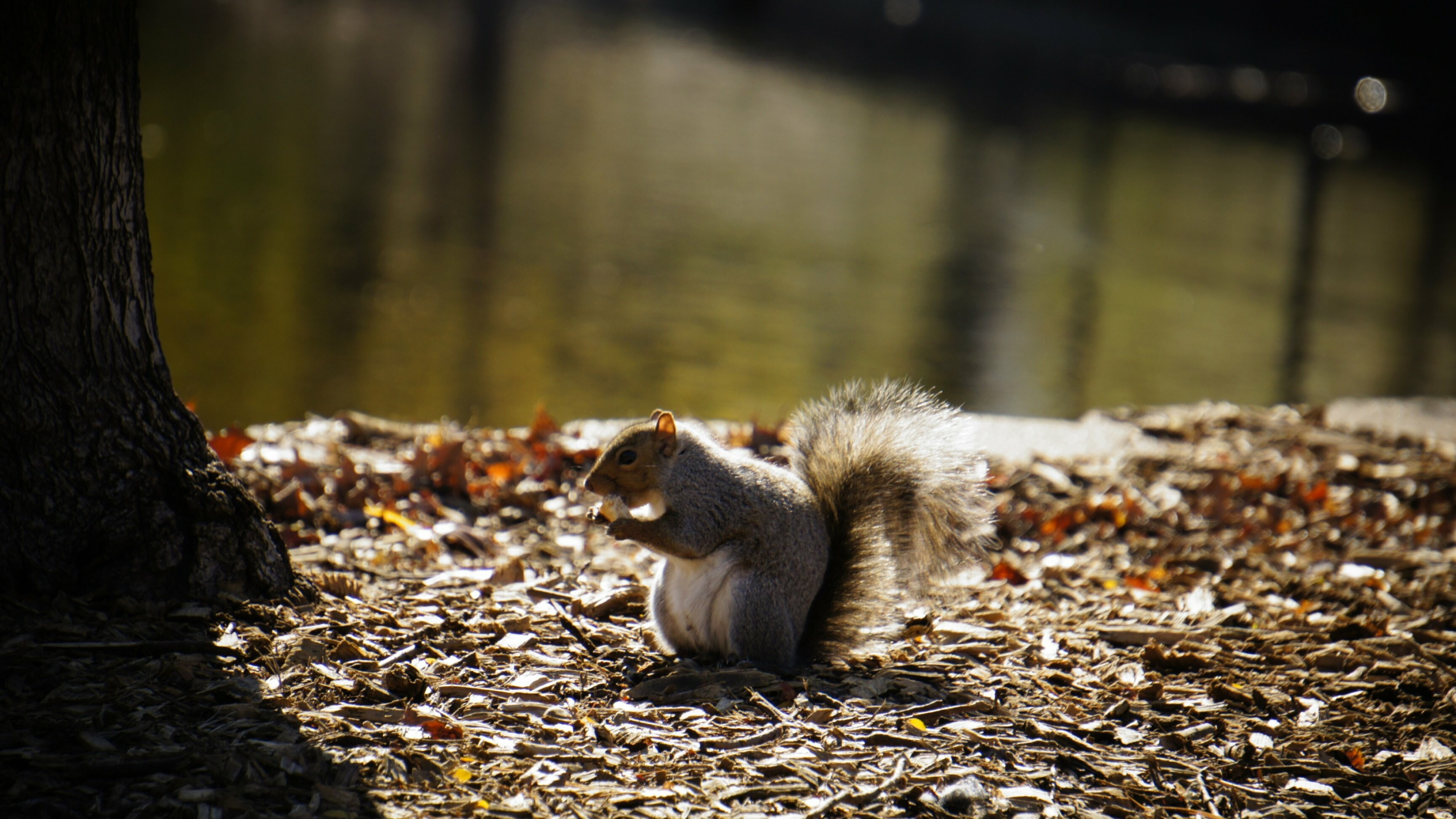 Squirrel: The rodents of the family Sciuridae distinguished by their large bushy tail. 3840x2160 4K Background.