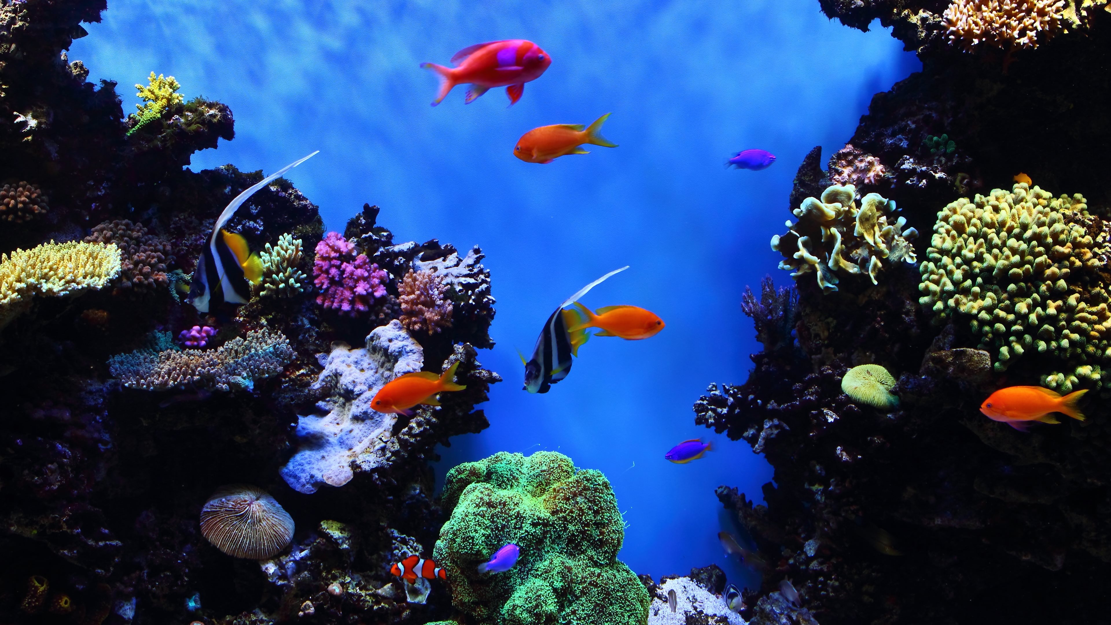 Tropical fish, Serene wallpapers, Marine environment, Tranquil scenes, 3840x2160 4K Desktop