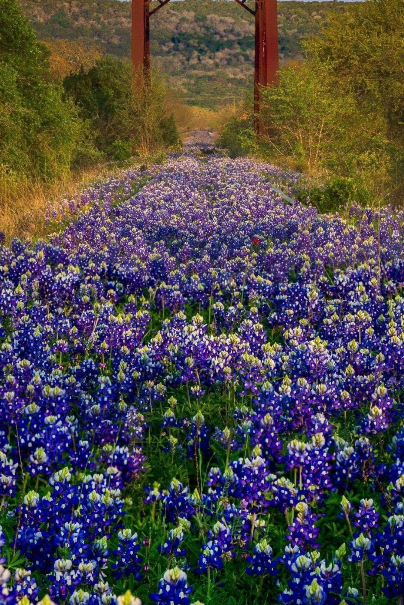 Stunning Texas bluebonnet landscapes, 1340x2000 HD Handy