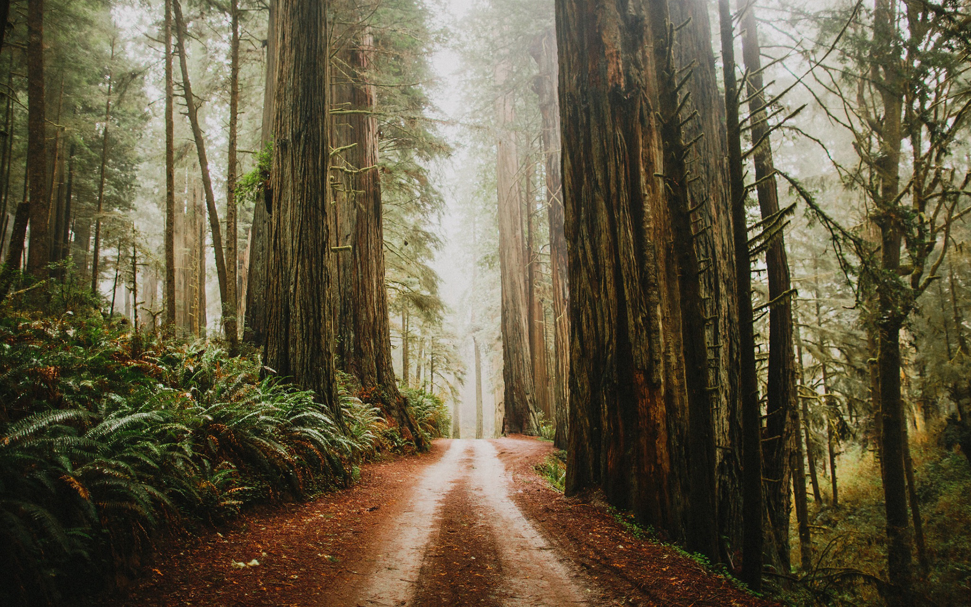 Earth path beauty, Foggy redwood forest, Tranquil scenery, Enchanting landscapes, 1920x1200 HD Desktop