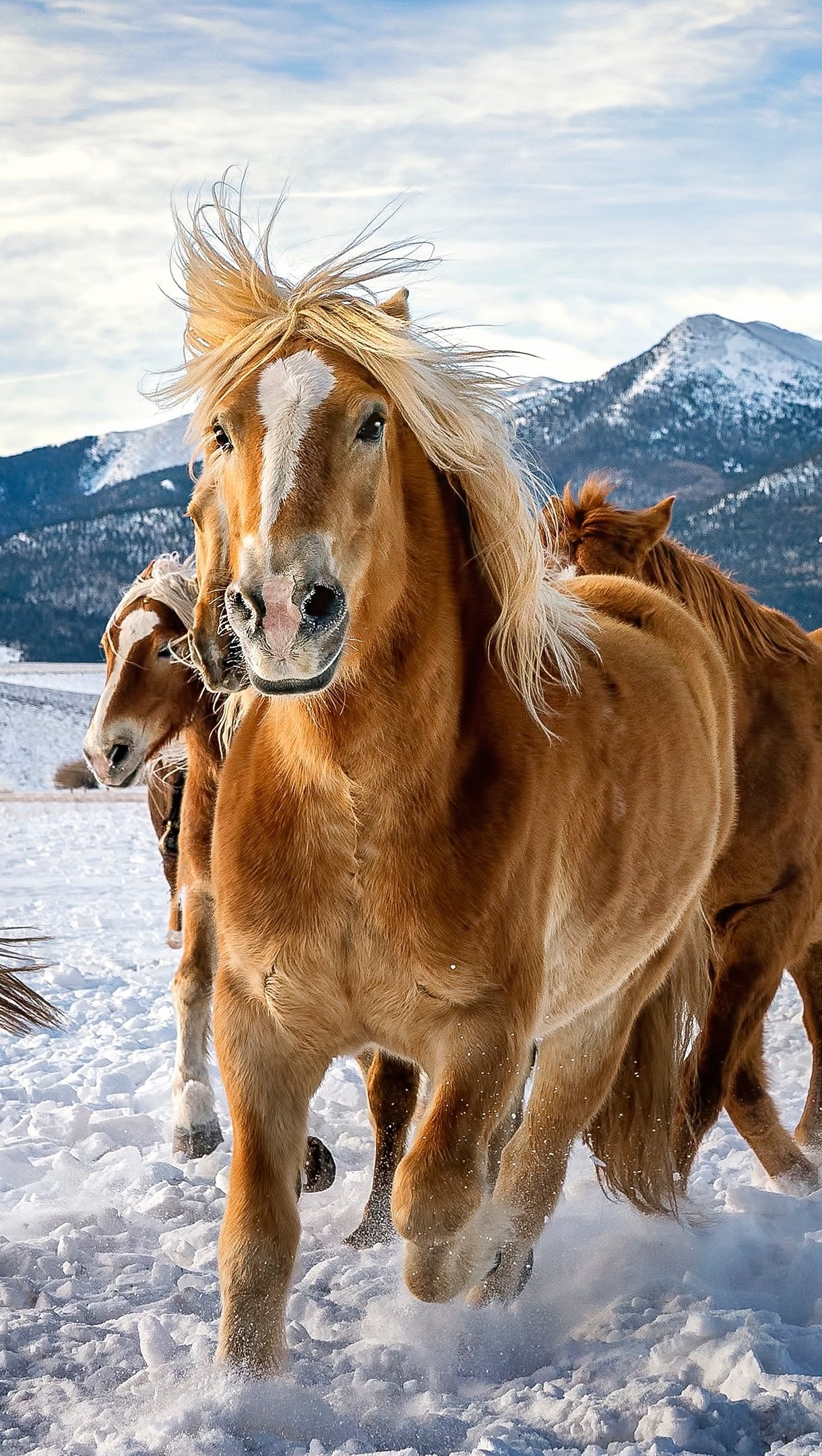 Horses in the snow, Winter beauty, Snowy landscapes, Running horses, 1220x2160 HD Phone