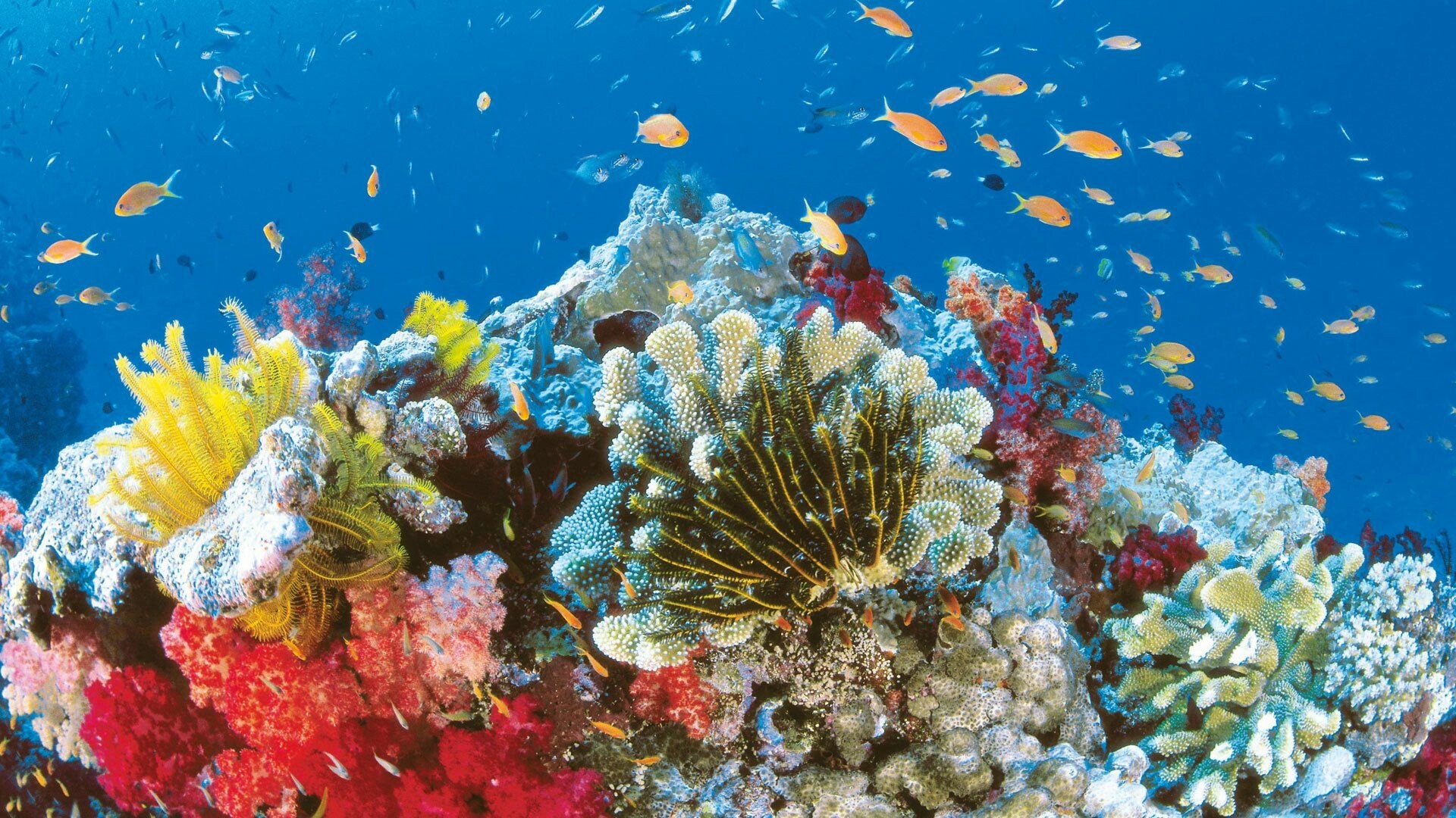 Coral Reef: The significant number and diversity of hiding places in reefs are the most important factor causing the great diversity and high biomass of the organisms. 1920x1080 Full HD Wallpaper.