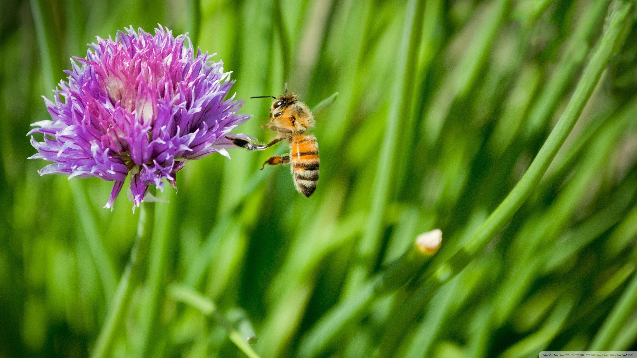 Bee: The primary insect pollinator of agricultural plants in most of the country. 2560x1440 HD Background.