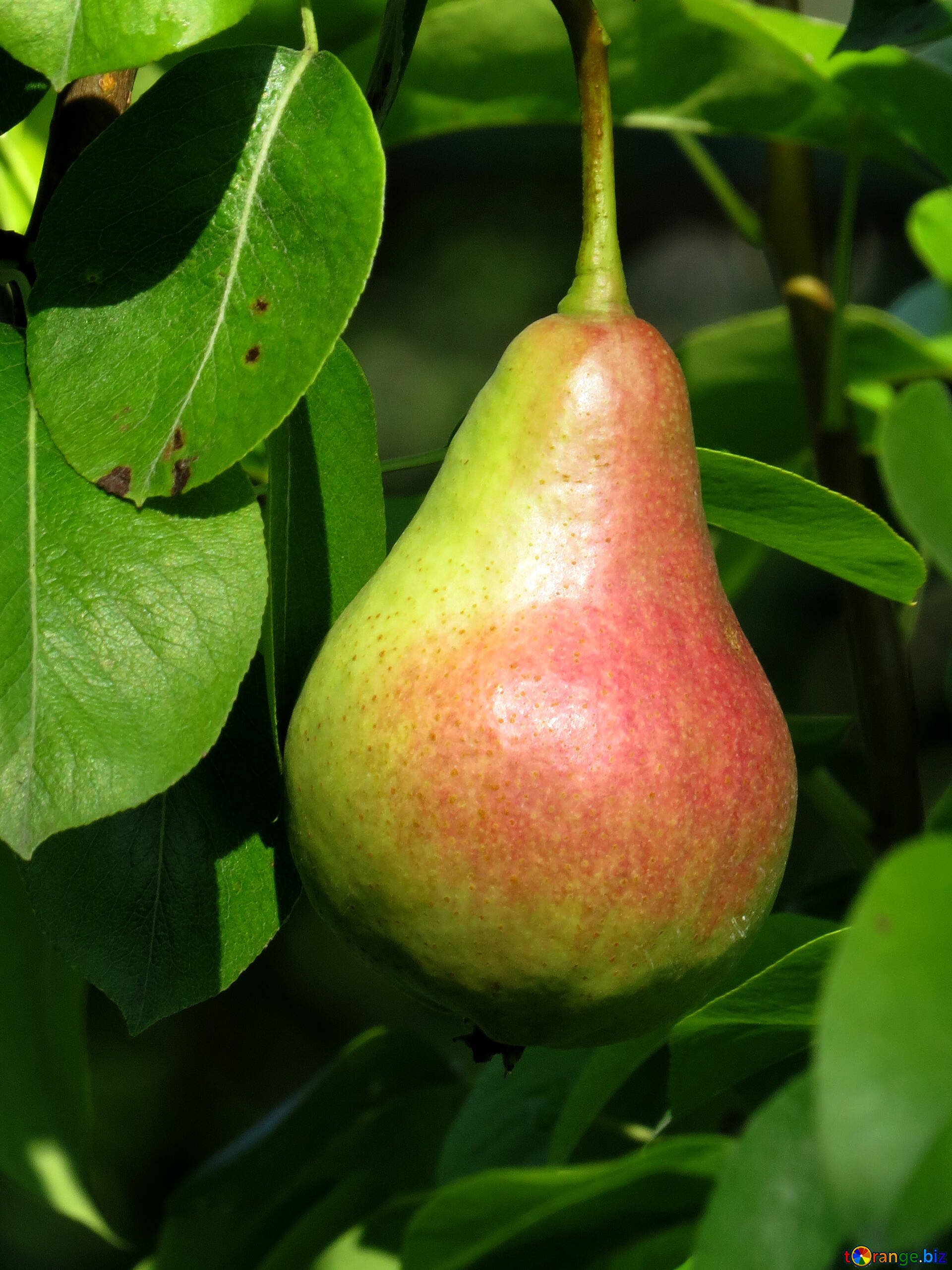 Juicy pear, Fresh fruit, Delicious taste, Healthy snack, 1920x2560 HD Phone