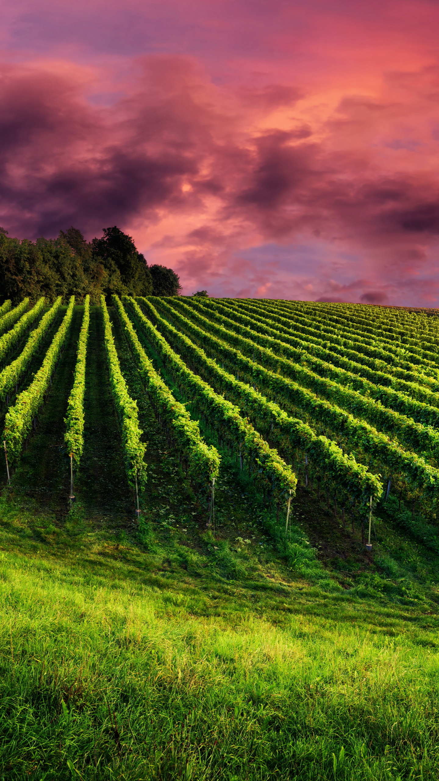 Farm: Vineyard, A plantation of grapevines, Winemaking. 1440x2560 HD Background.