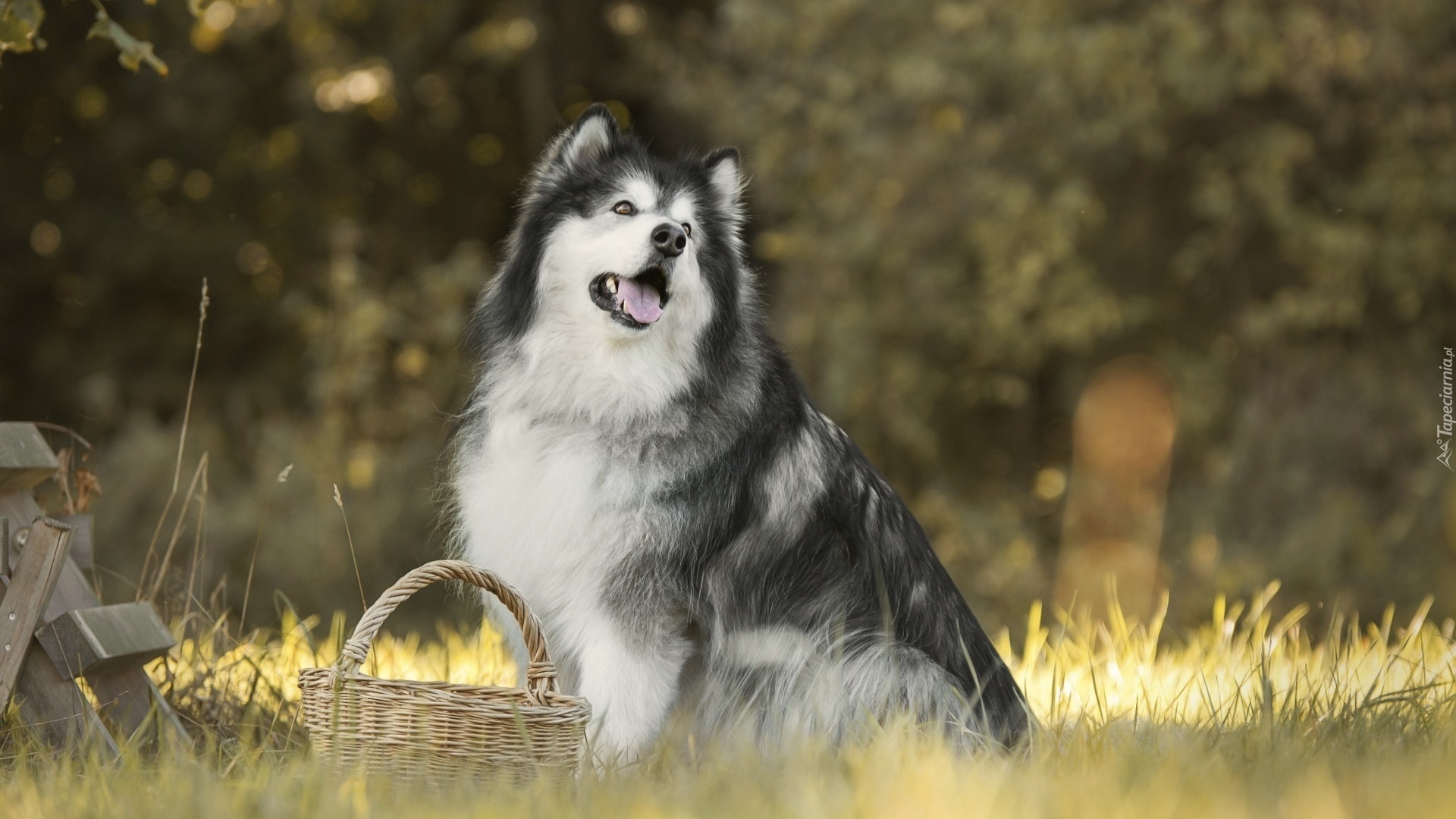 Malamute dog wallpaper, Captivating gaze, Furry companion, Beautiful breed, 1920x1080 Full HD Desktop