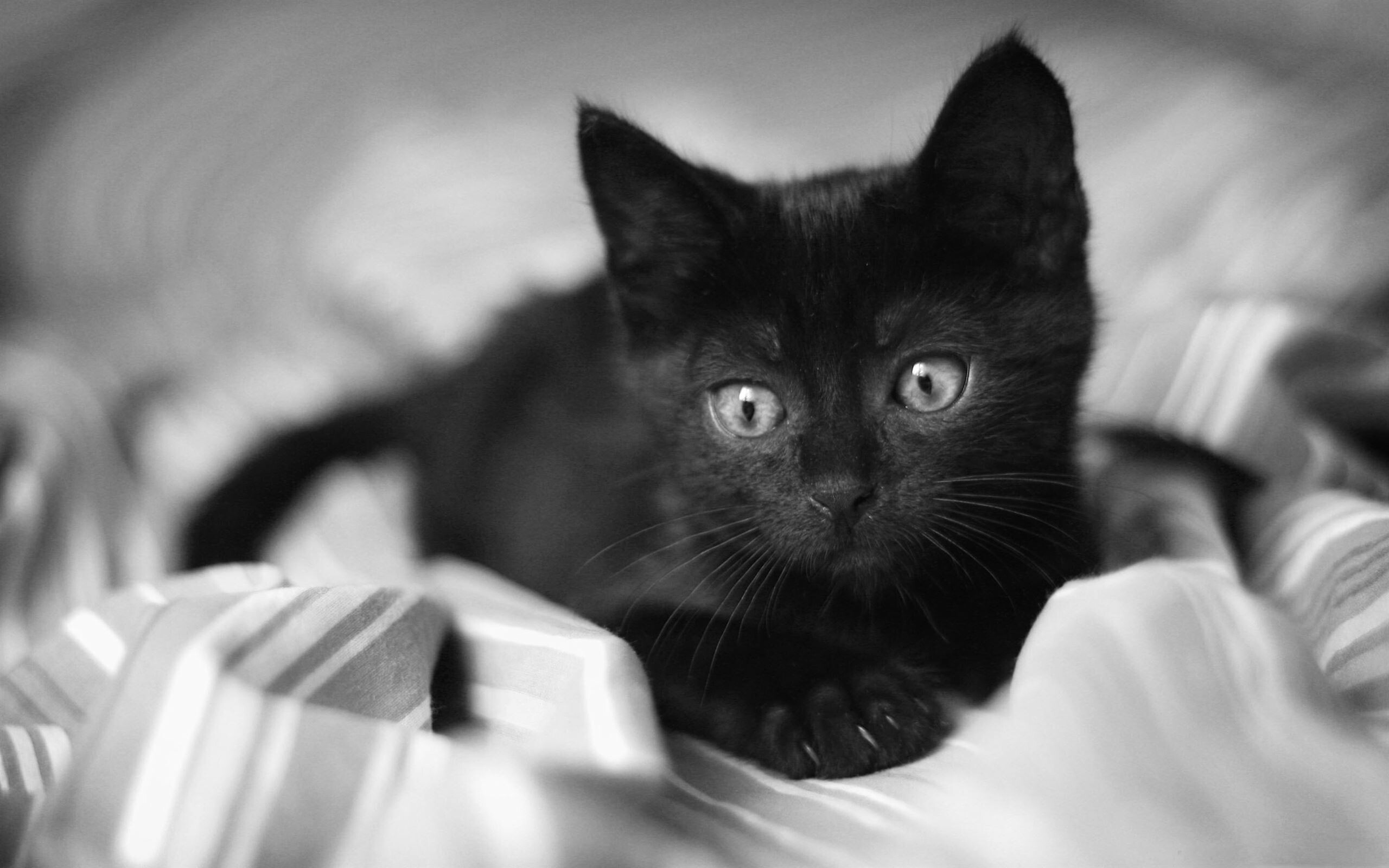 Kitten: Felis catus, Black and white. 2560x1600 HD Background.
