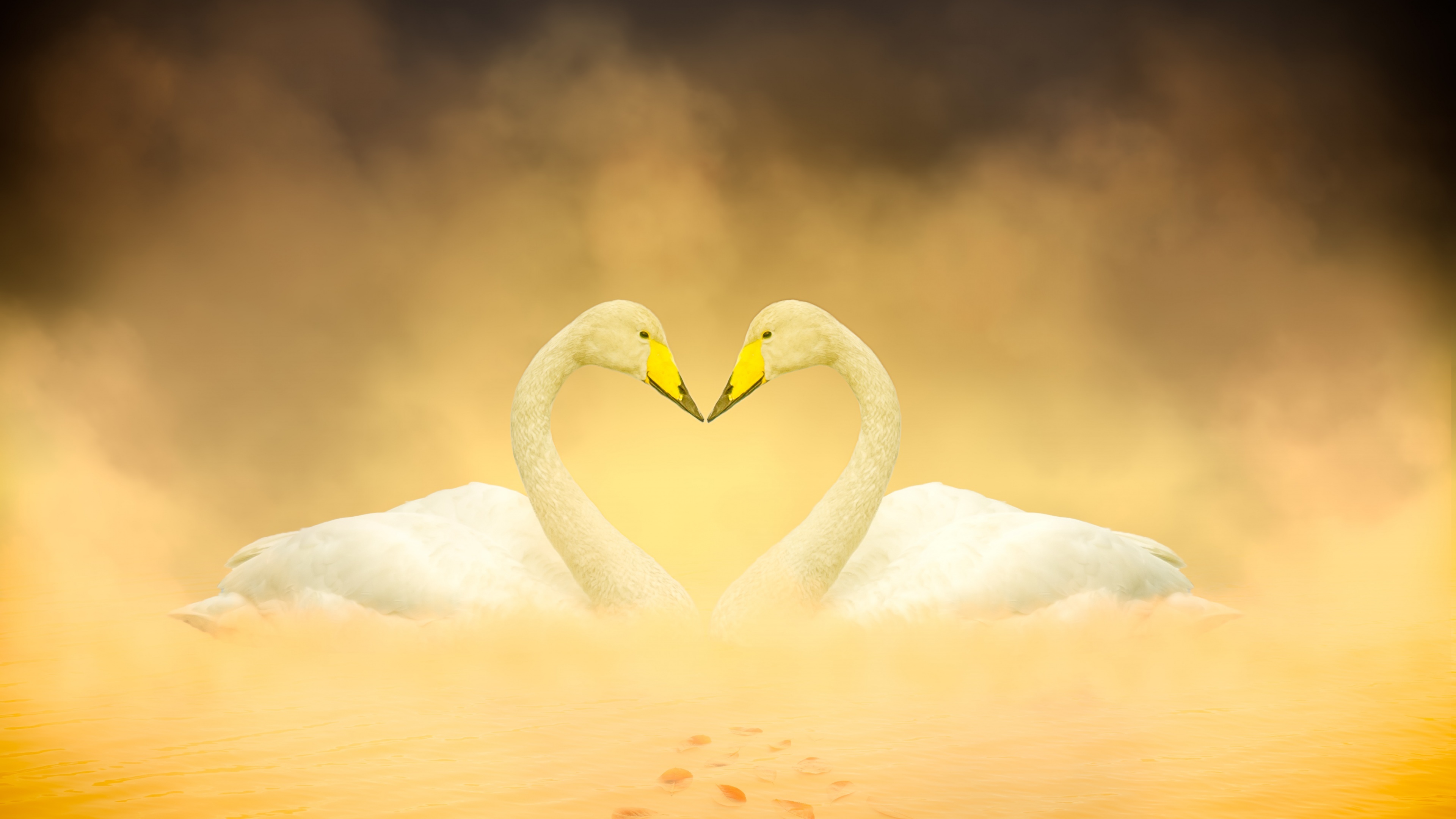 Heart Shape, White swan, Love birds, Autumn leaves, 3840x2160 4K Desktop