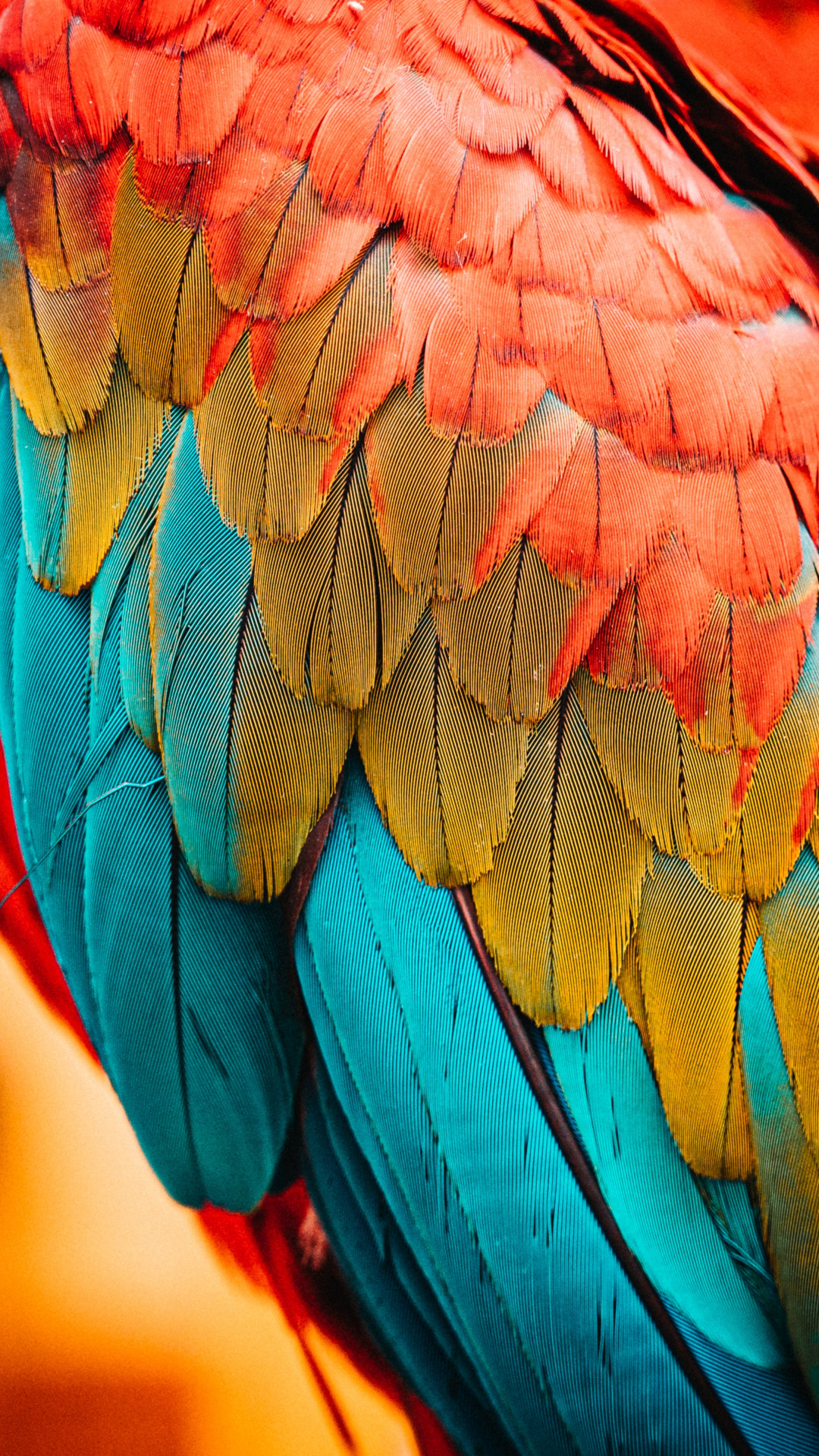 Feather: Diversity in plumage patterns, Multicolored. 1080x1920 Full HD Wallpaper.