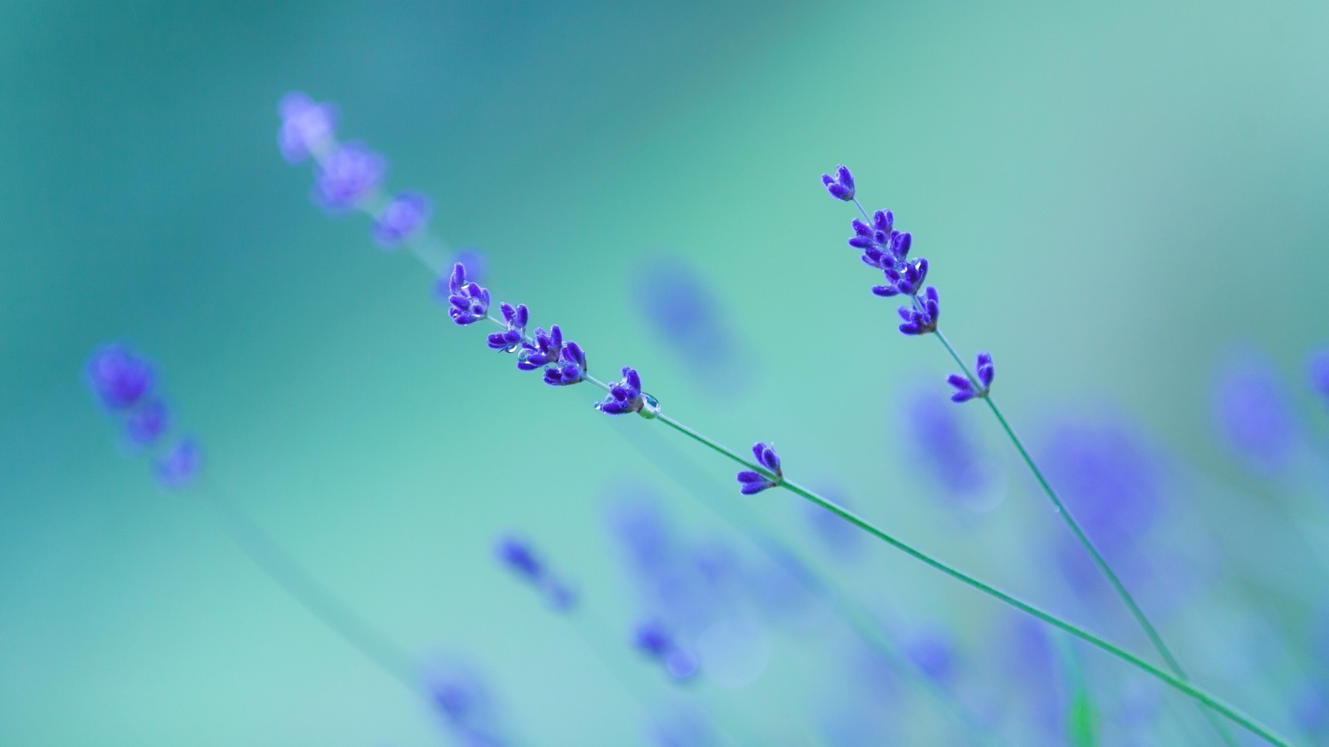 Lavender wallpapers, Diverse choices, Floral beauty, Natural essence, 1920x1080 Full HD Desktop